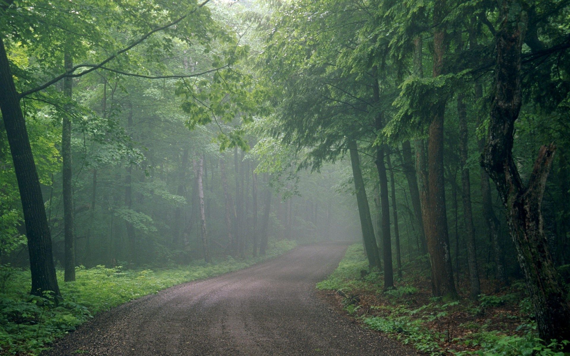 unknown, nature, road, forest, fog, haze, obscurity HD wallpaper