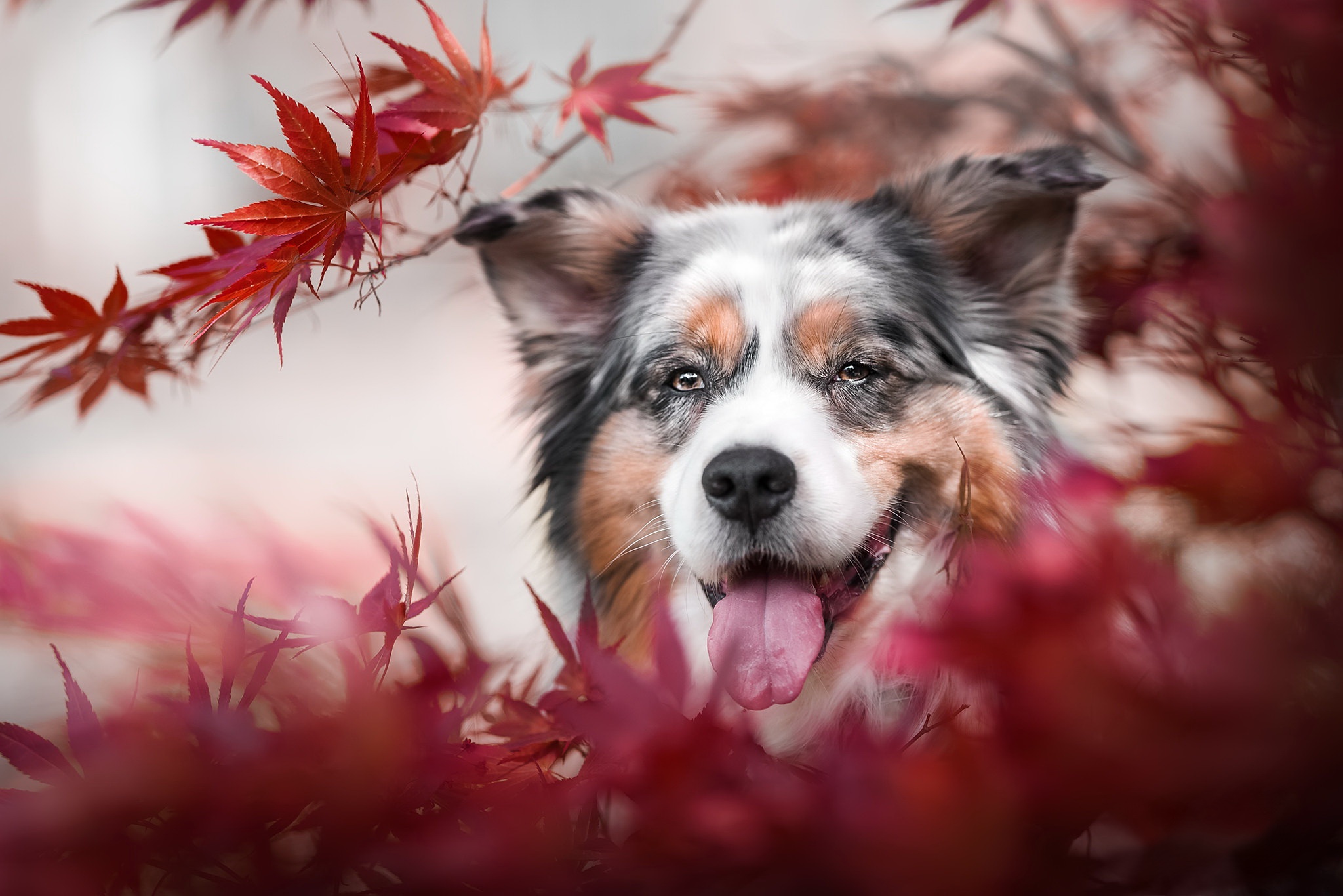 Free download wallpaper Dogs, Dog, Animal, Australian Shepherd on your PC desktop