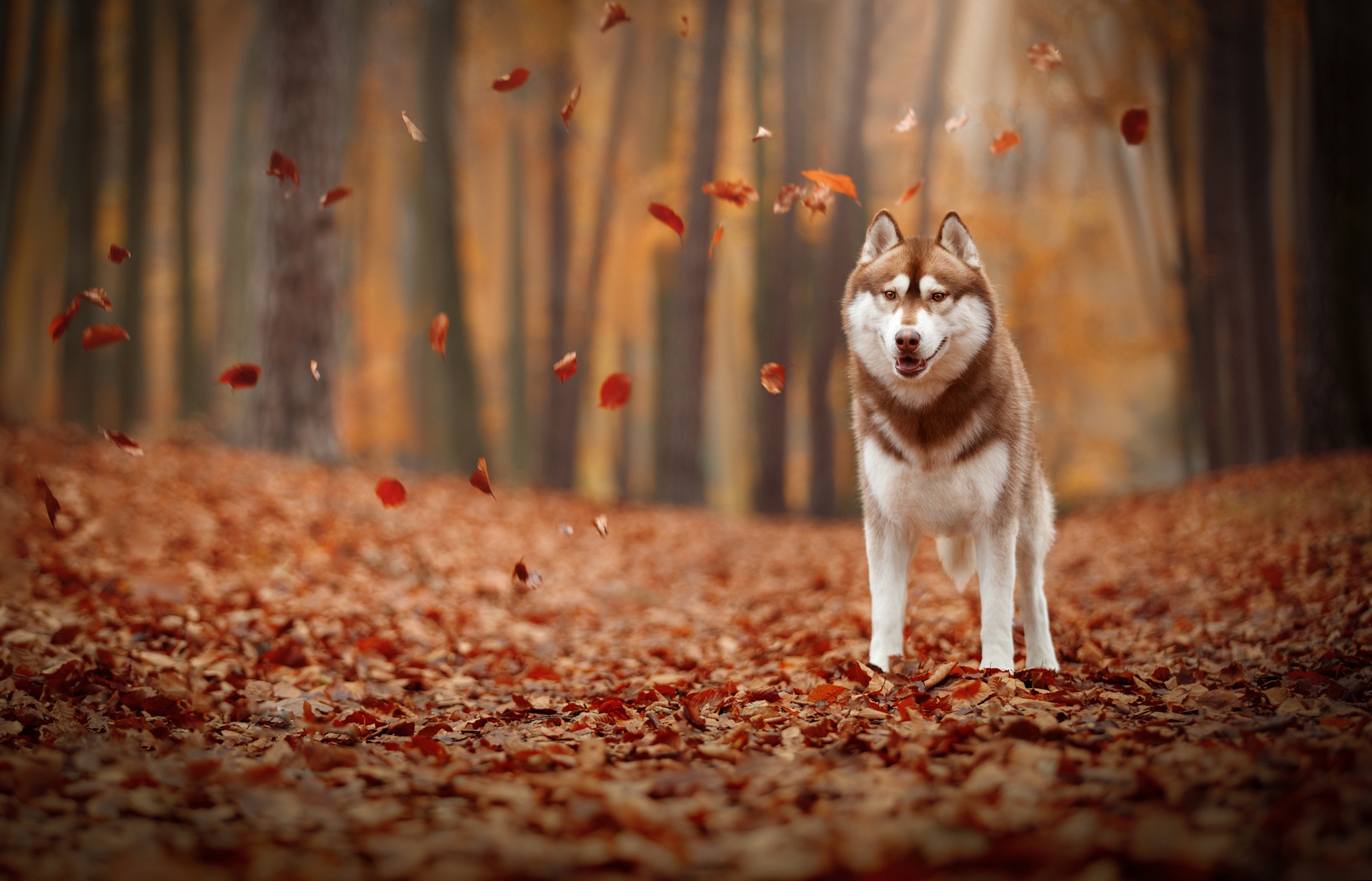 PCデスクトップに動物, 秋, 葉, 犬, ハスキー, 被写界深度画像を無料でダウンロード