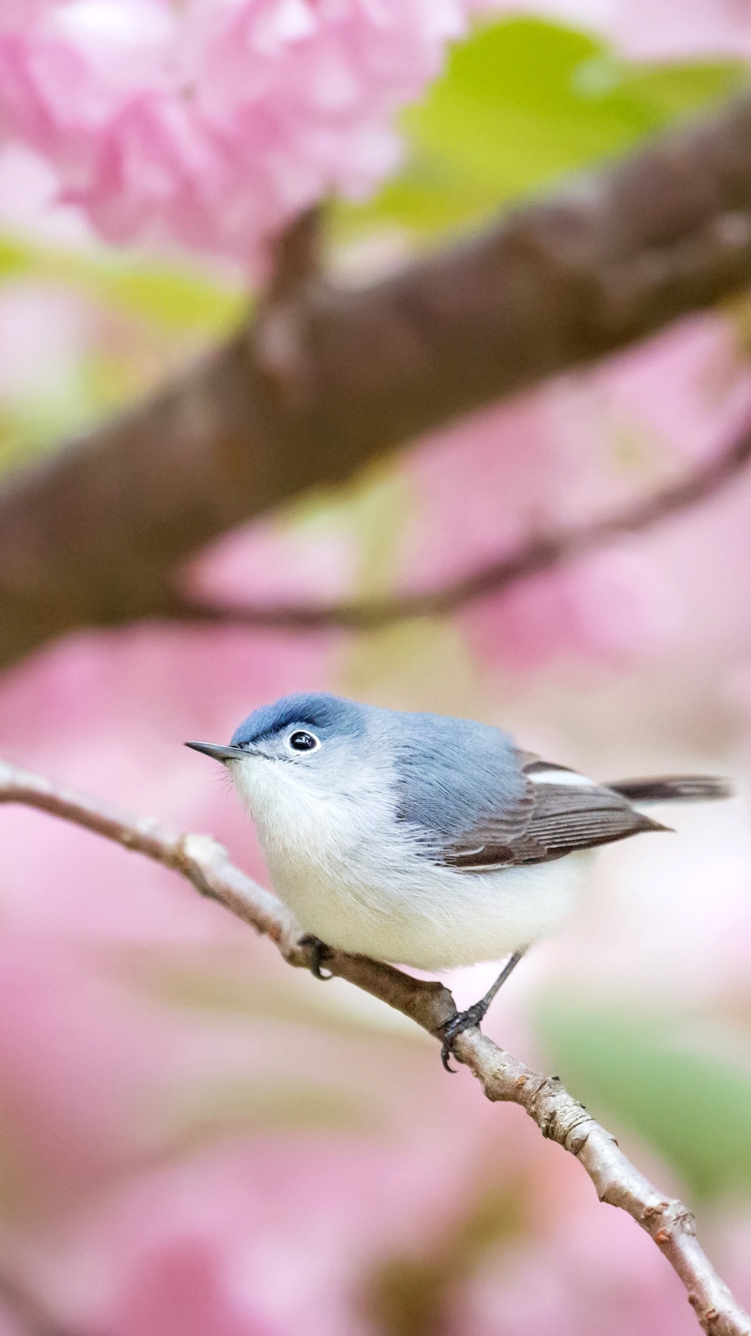 Download mobile wallpaper Birds, Bird, Animal, Blossom, Pink Flower for free.