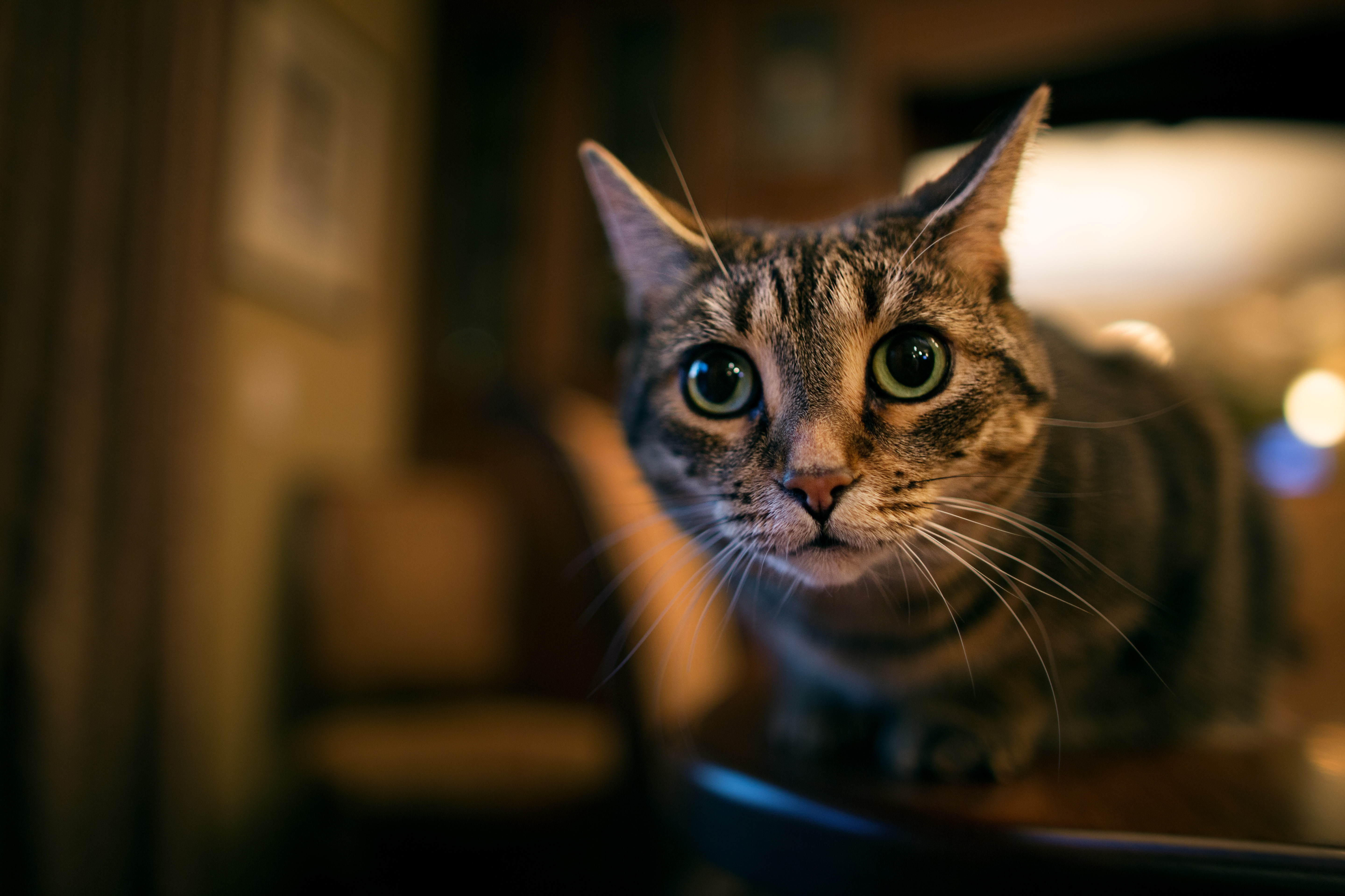 無料モバイル壁紙動物, ネコ, 猫をダウンロードします。