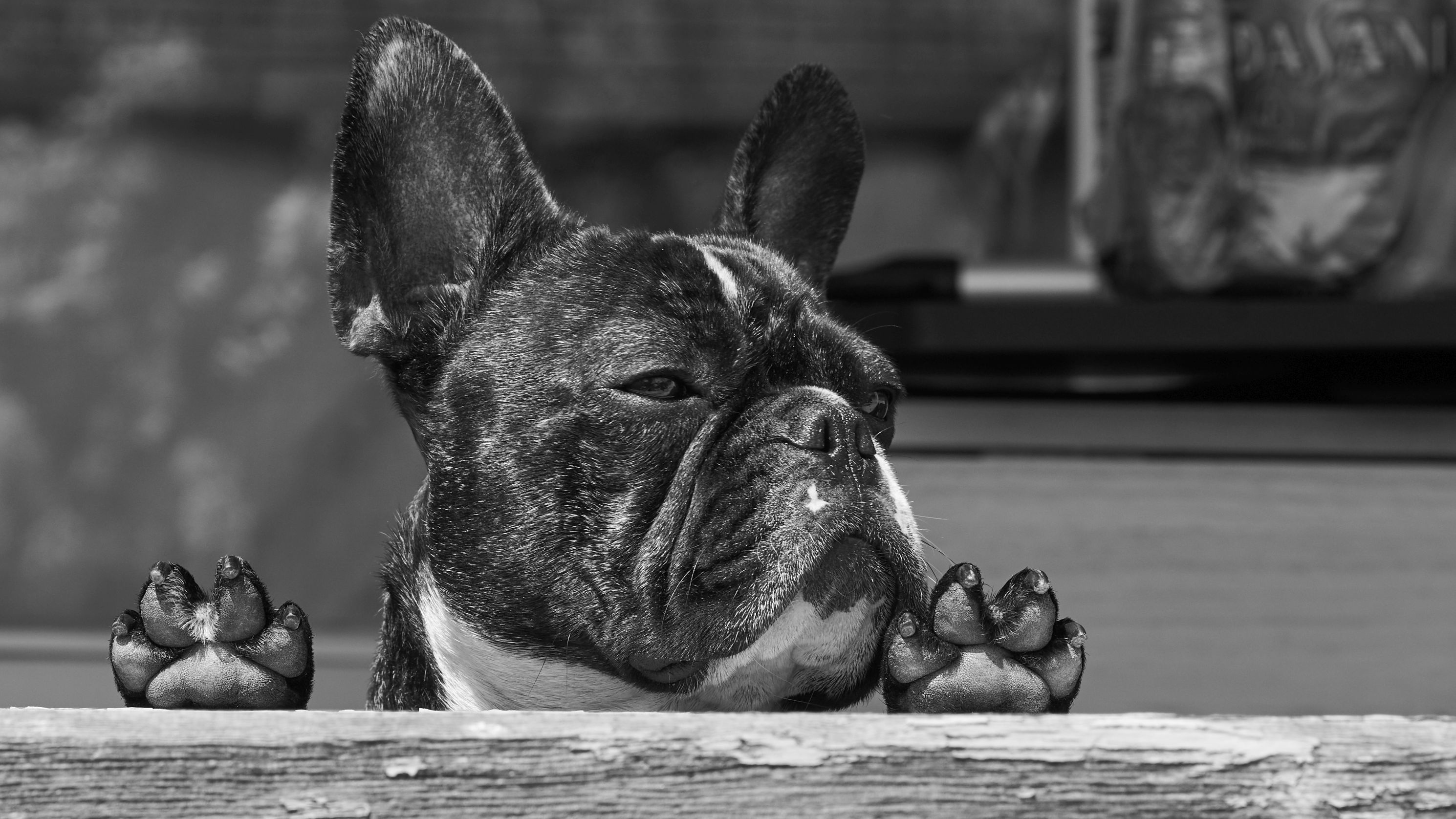 Free download wallpaper Dogs, Dog, Animal, French Bulldog, Black & White on your PC desktop