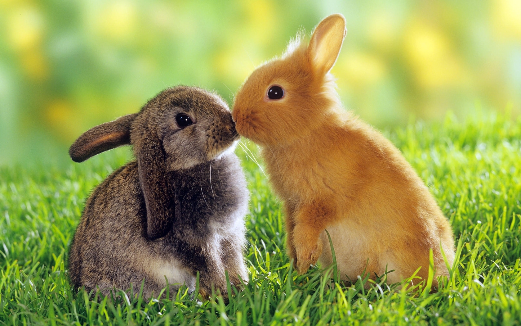45597 Bild herunterladen tiere, kaninchen - Hintergrundbilder und Bildschirmschoner kostenlos