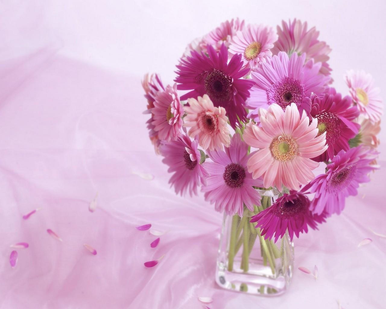 Download mobile wallpaper Plants, Violet, Flowers for free.