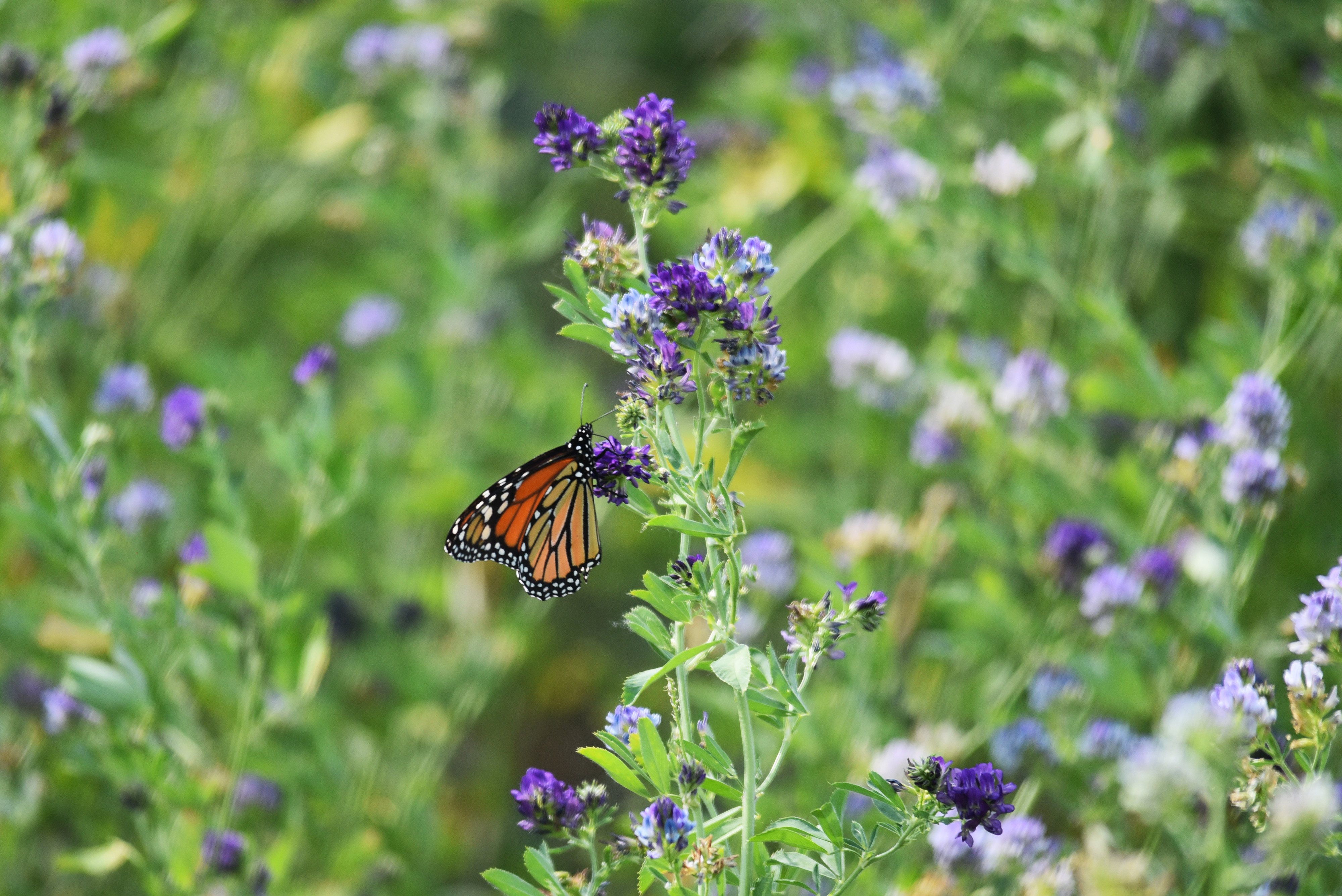 Die besten Schmetterling Monarch-Hintergründe für den Telefonbildschirm