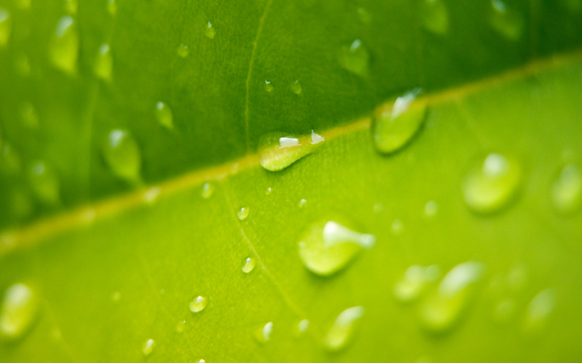 Free download wallpaper Plant, Macro, Close Up, Earth, Water Drop on your PC desktop