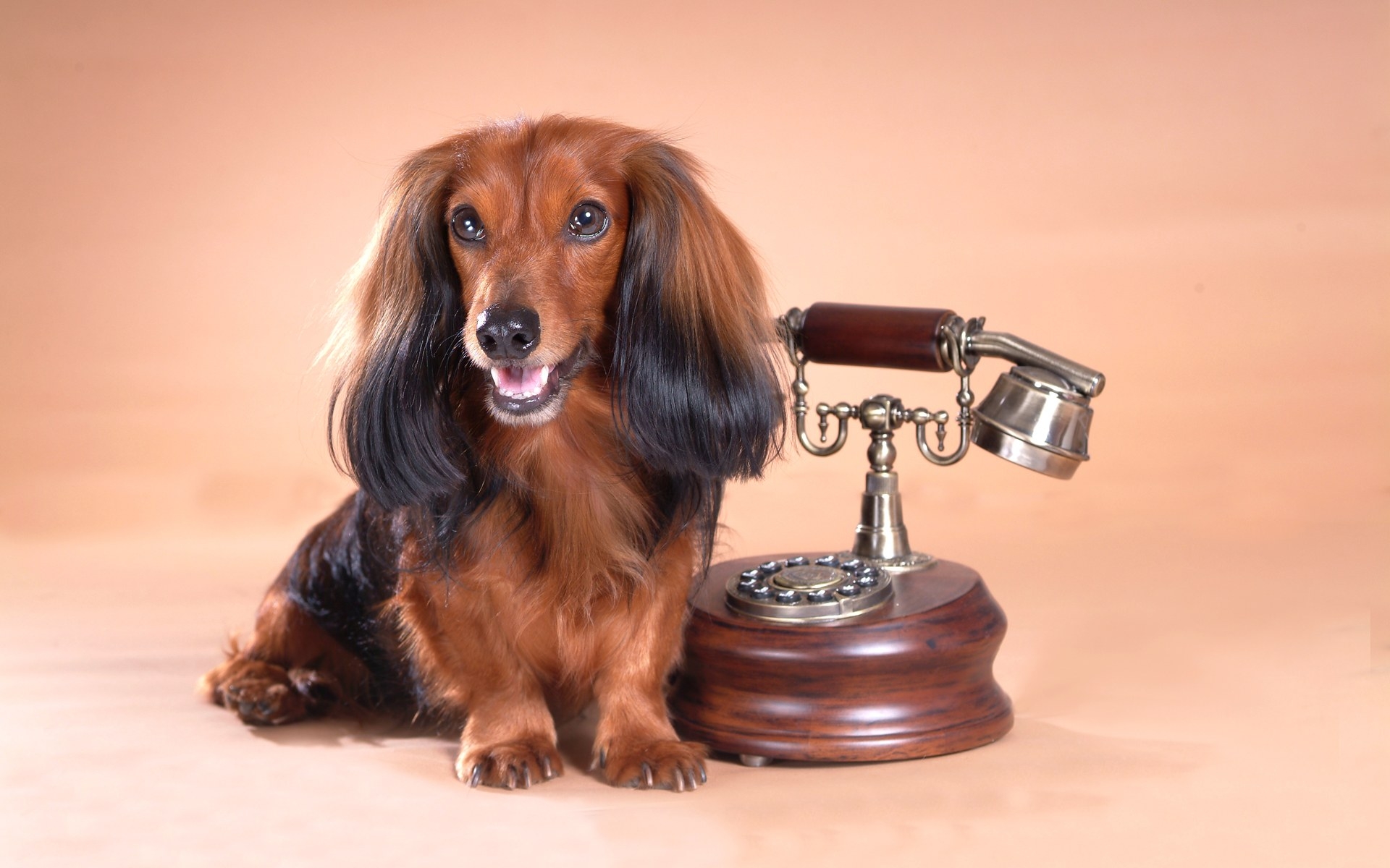 Завантажити шпалери безкоштовно Собаки, Пес, Тварина картинка на робочий стіл ПК