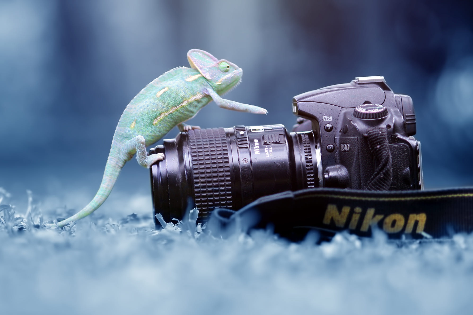 Download mobile wallpaper Animal, Reptile, Chameleon, Reptiles, Camera for free.