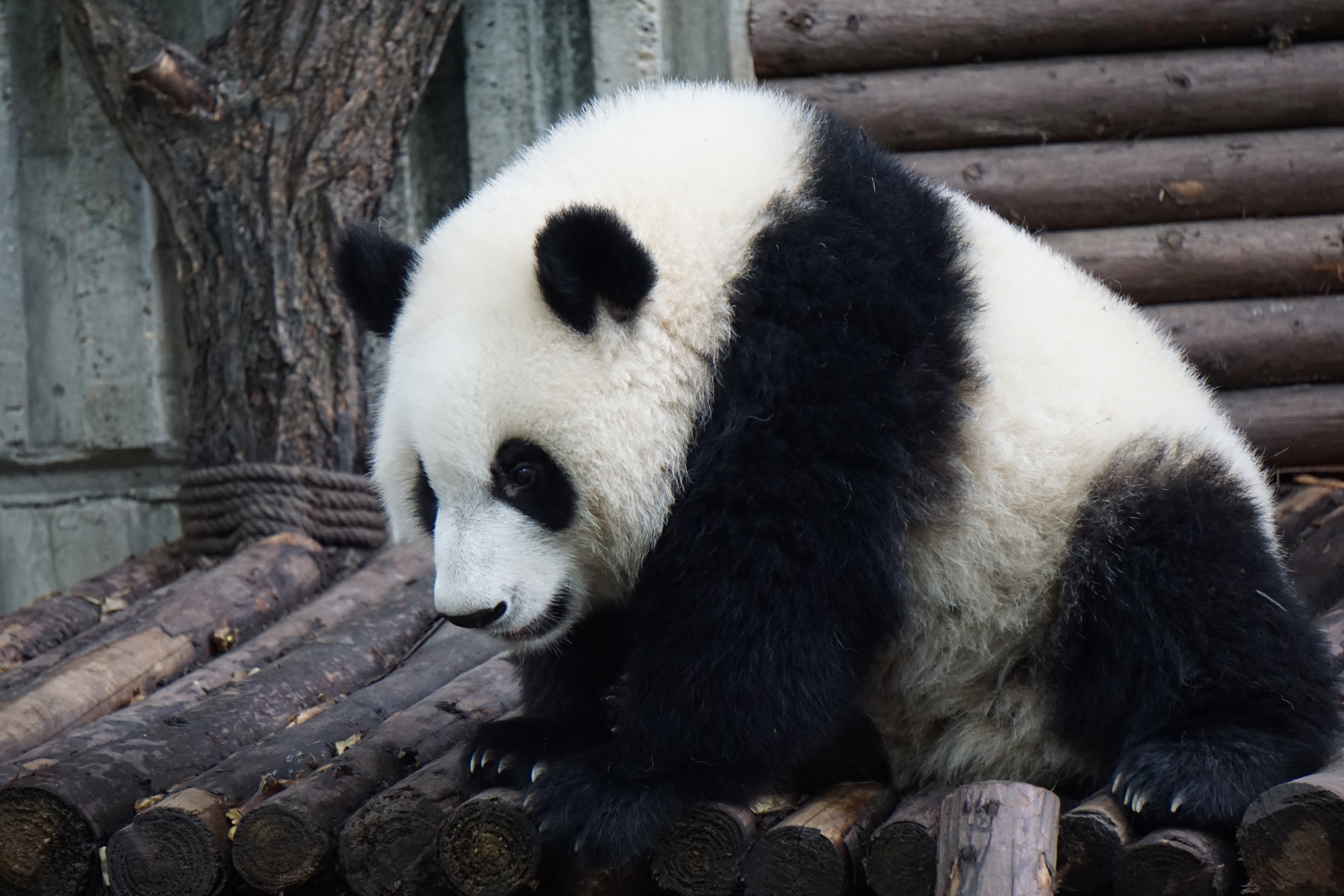 137886 Bild herunterladen tiere, bär, sitzt, panda - Hintergrundbilder und Bildschirmschoner kostenlos