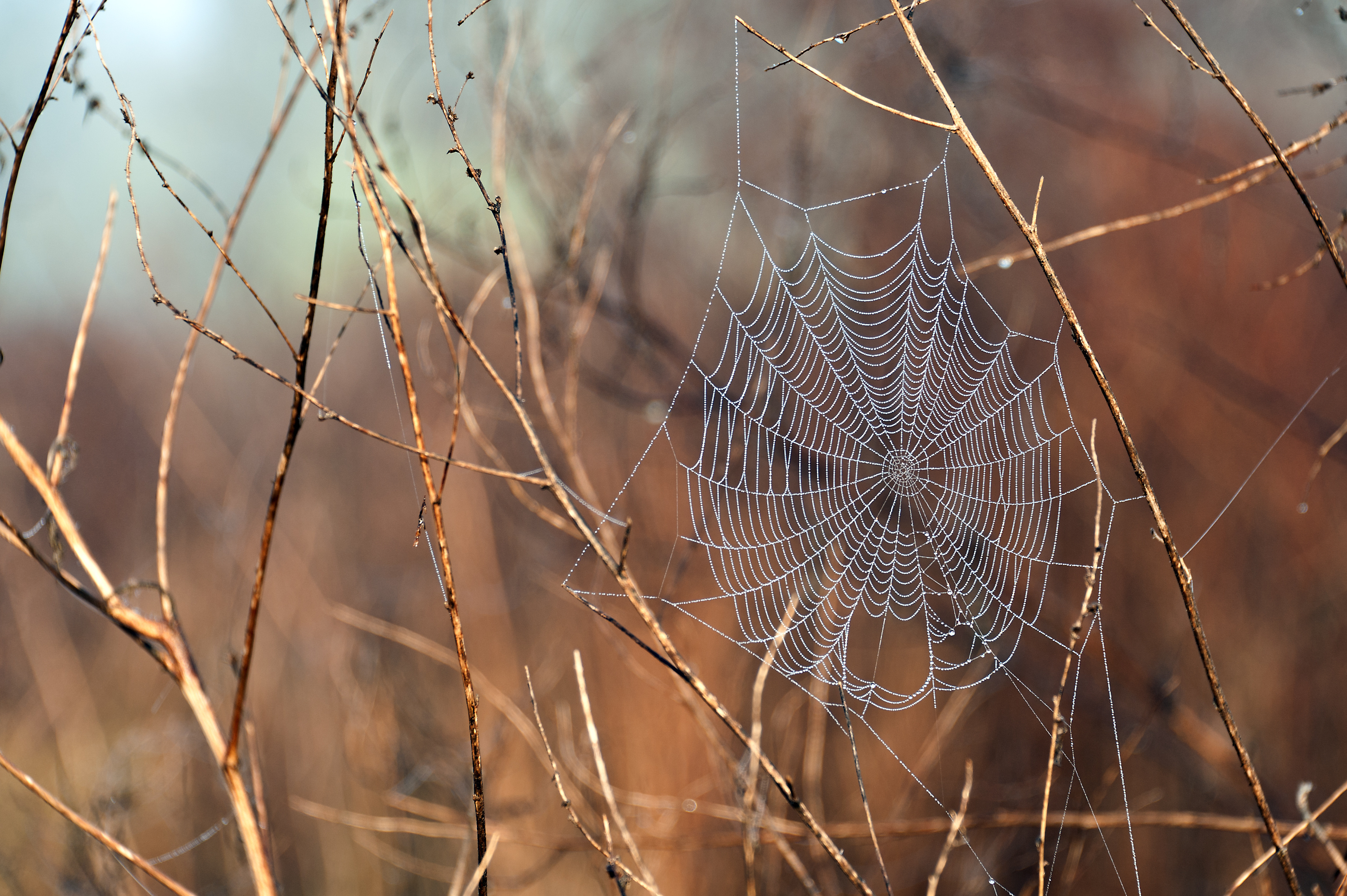 Download mobile wallpaper Spider Web, Photography for free.