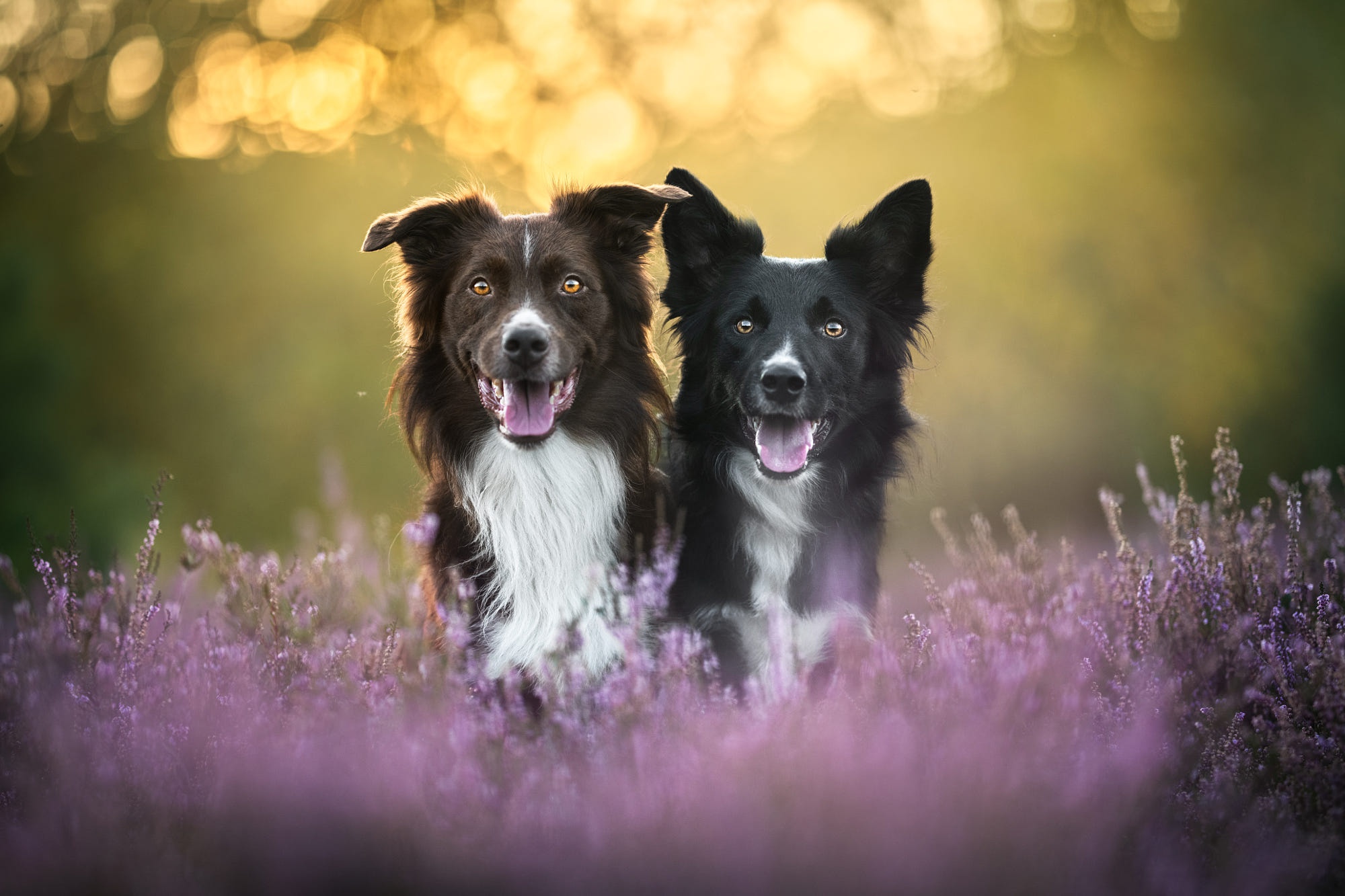 Download mobile wallpaper Dogs, Animal, Border Collie for free.