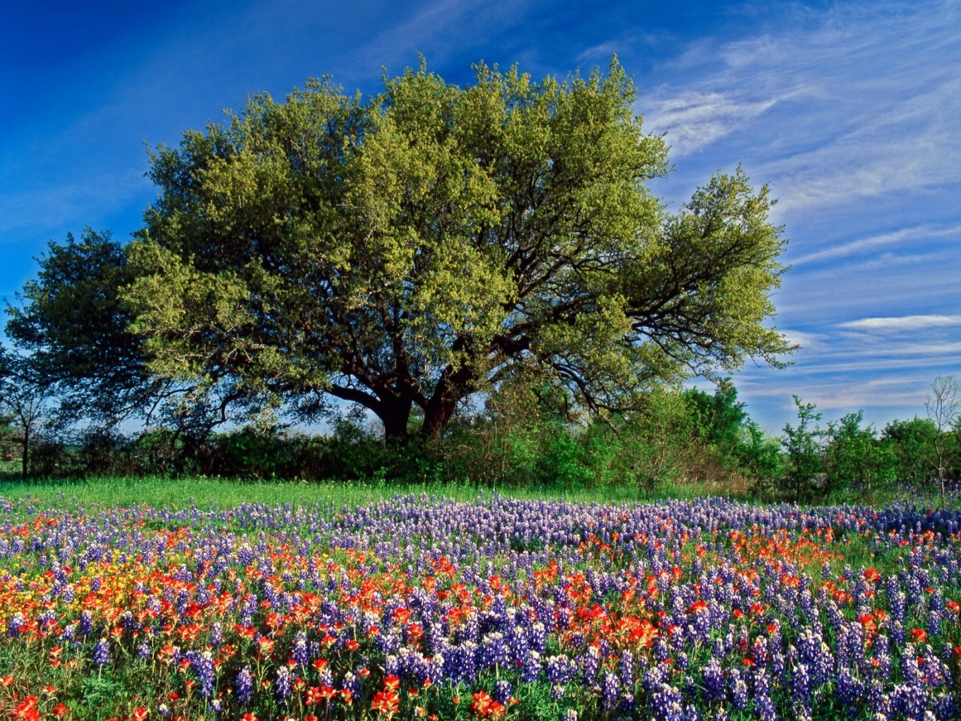 Free download wallpaper Landscape, Flowers, Trees on your PC desktop