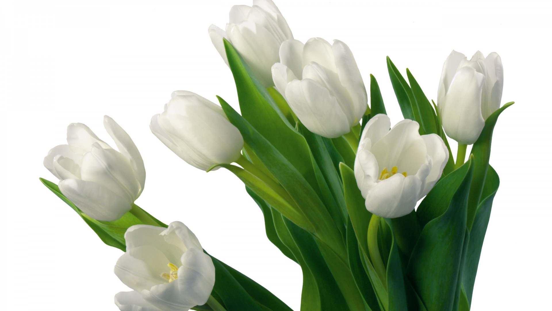 Baixe gratuitamente a imagem Flores, Flor, Tulipa, Flor Branca, Terra/natureza na área de trabalho do seu PC