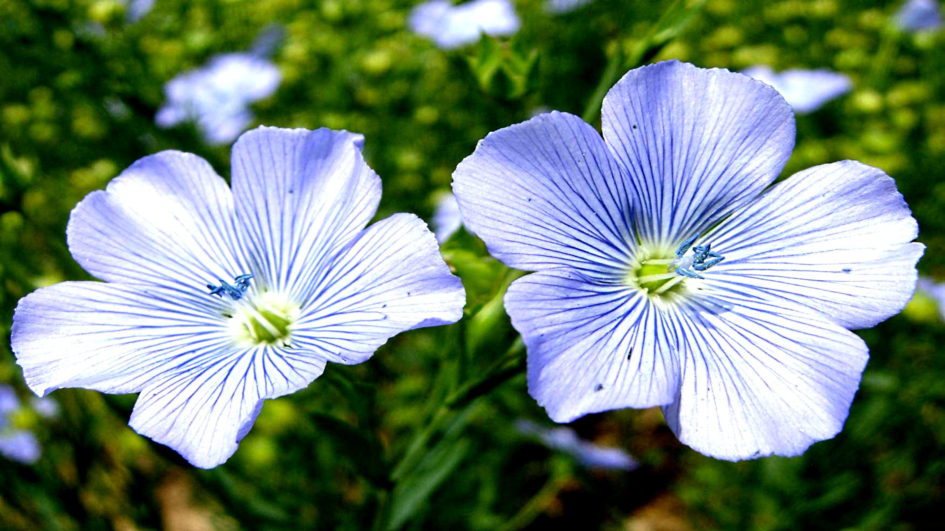 Baixar papel de parede para celular de Flores, Flor, Terra/natureza gratuito.