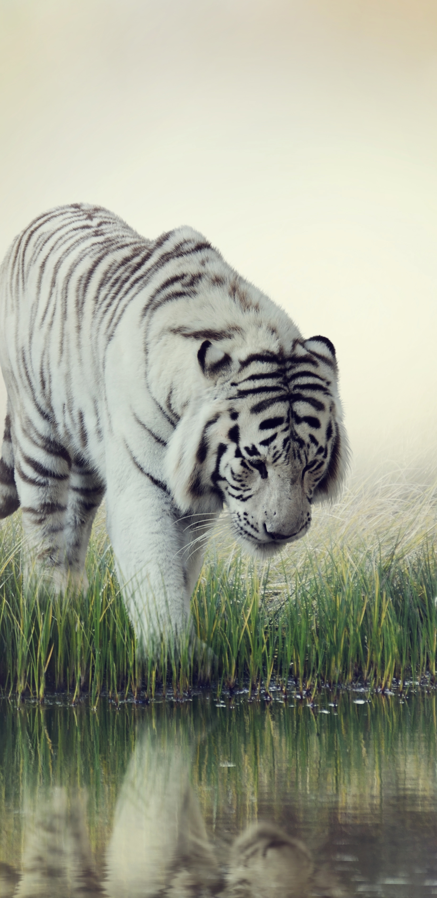 無料モバイル壁紙動物, 反射, 猫, 虎, ホワイトタイガーをダウンロードします。