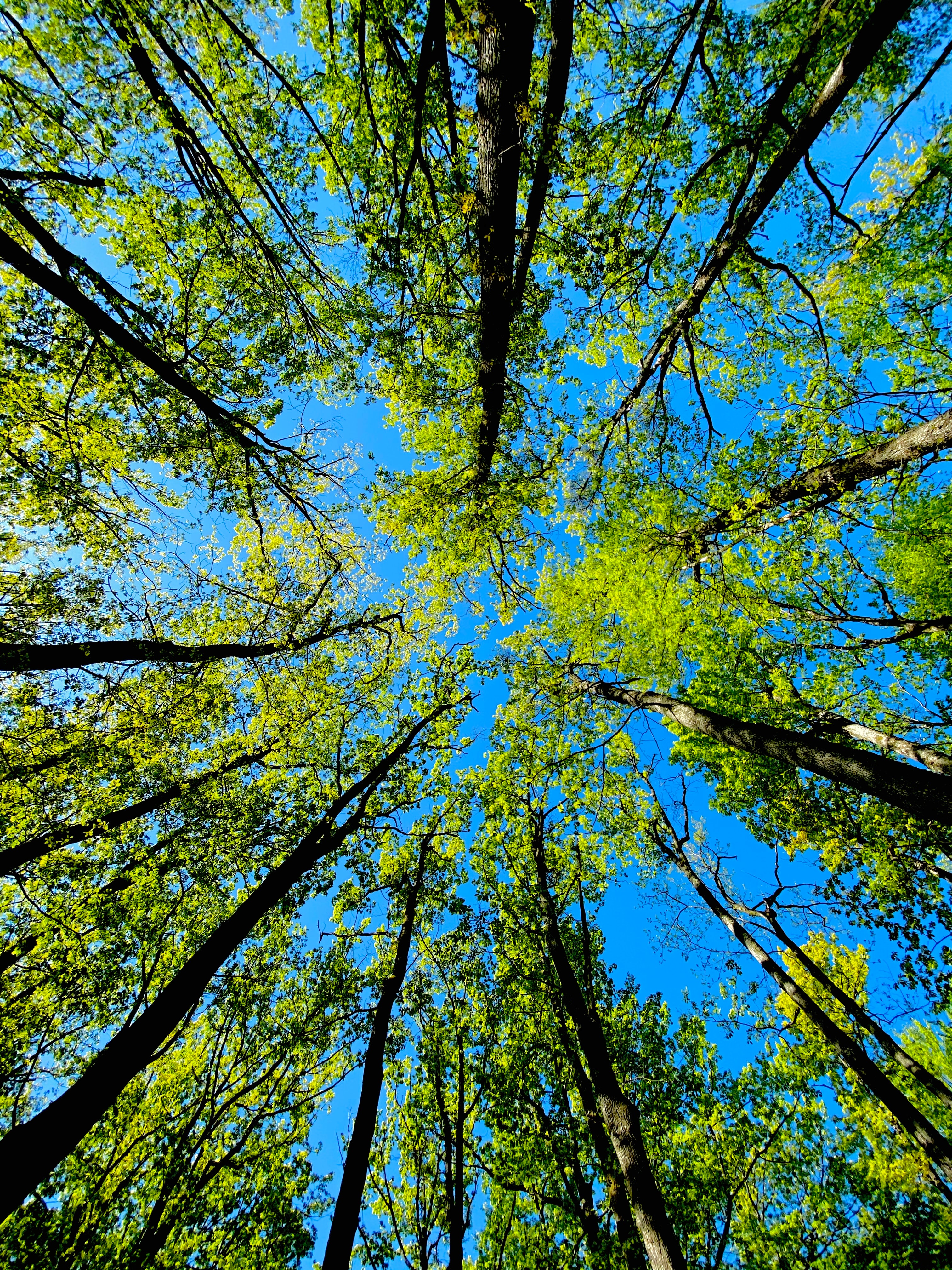 Free download wallpaper Trees, Summer, Bottom View, Nature on your PC desktop