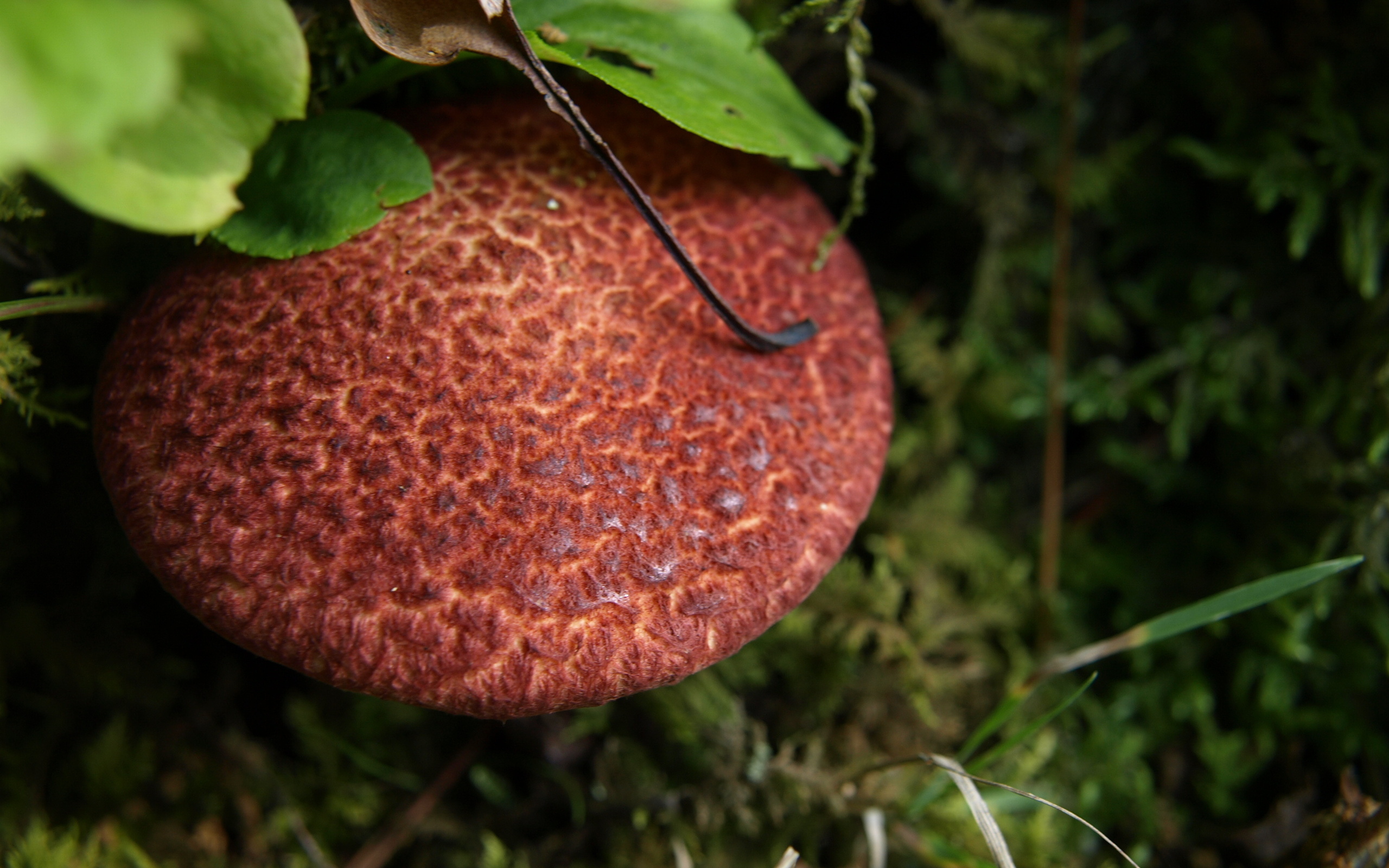 615142 économiseurs d'écran et fonds d'écran Champignon sur votre téléphone. Téléchargez  images gratuitement