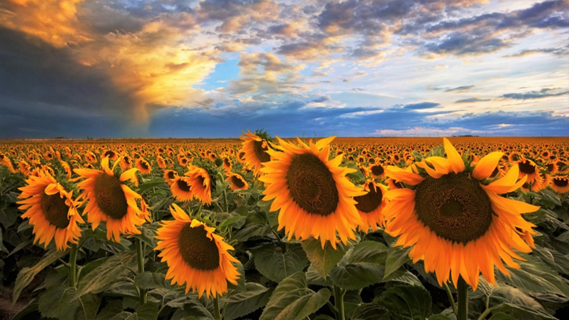 Download mobile wallpaper Flowers, Summer, Flower, Earth, Field, Sunflower, Yellow Flower for free.