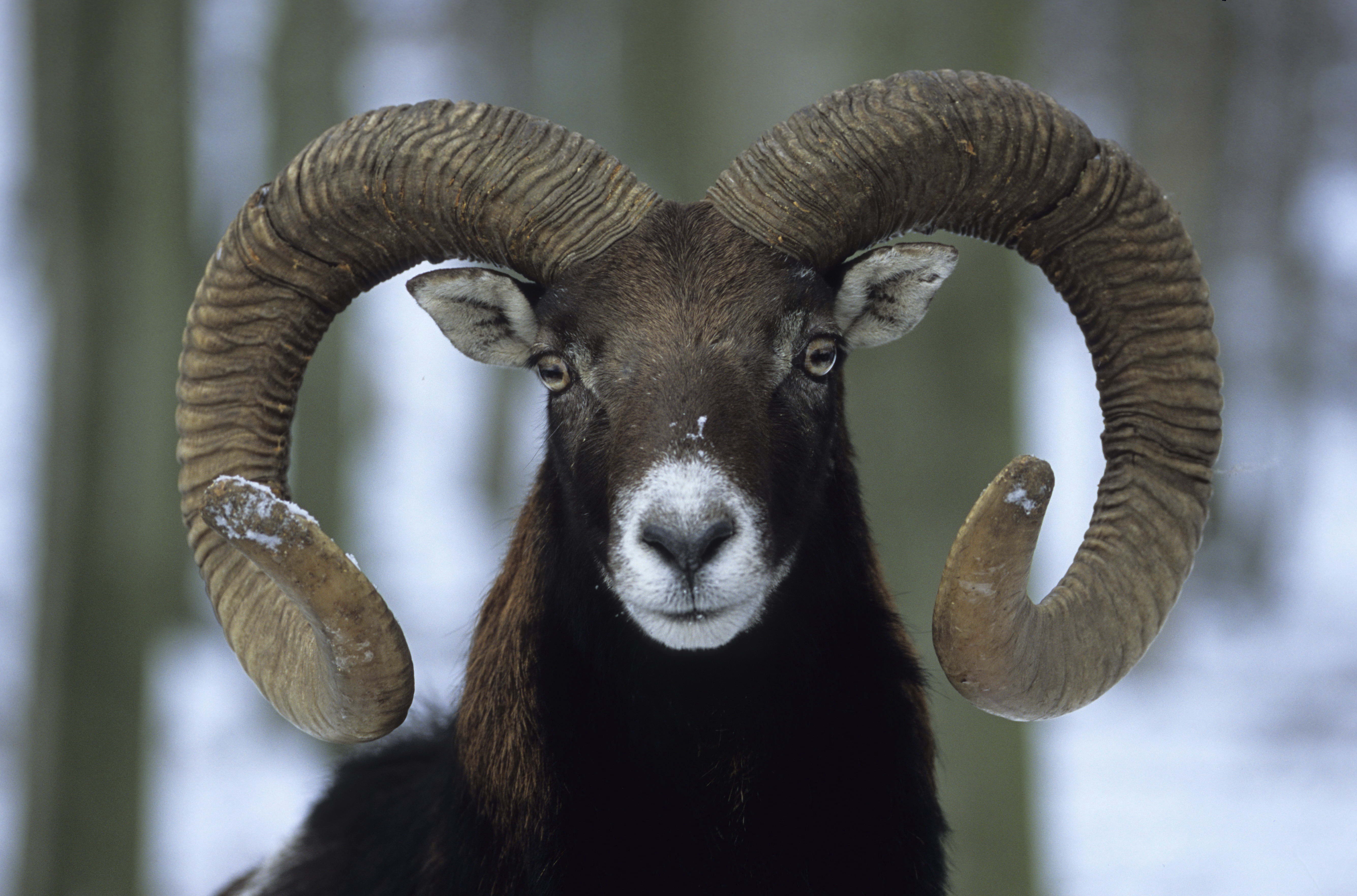 animals, winter, horns, ram