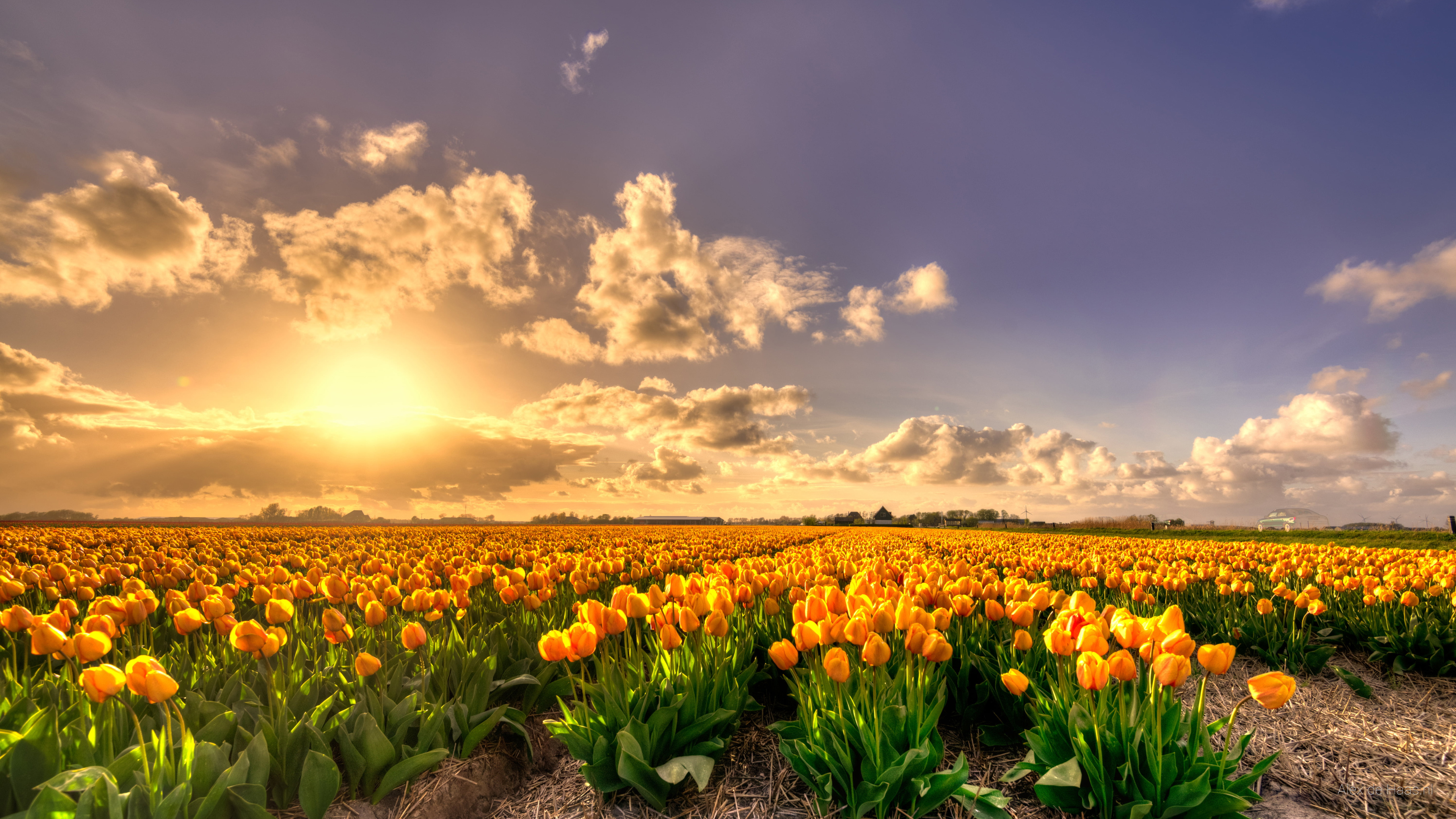 Скачать обои бесплатно Тюльпан, Нидерланды, Желтый Цветок, Земля/природа, Флауэрсы картинка на рабочий стол ПК
