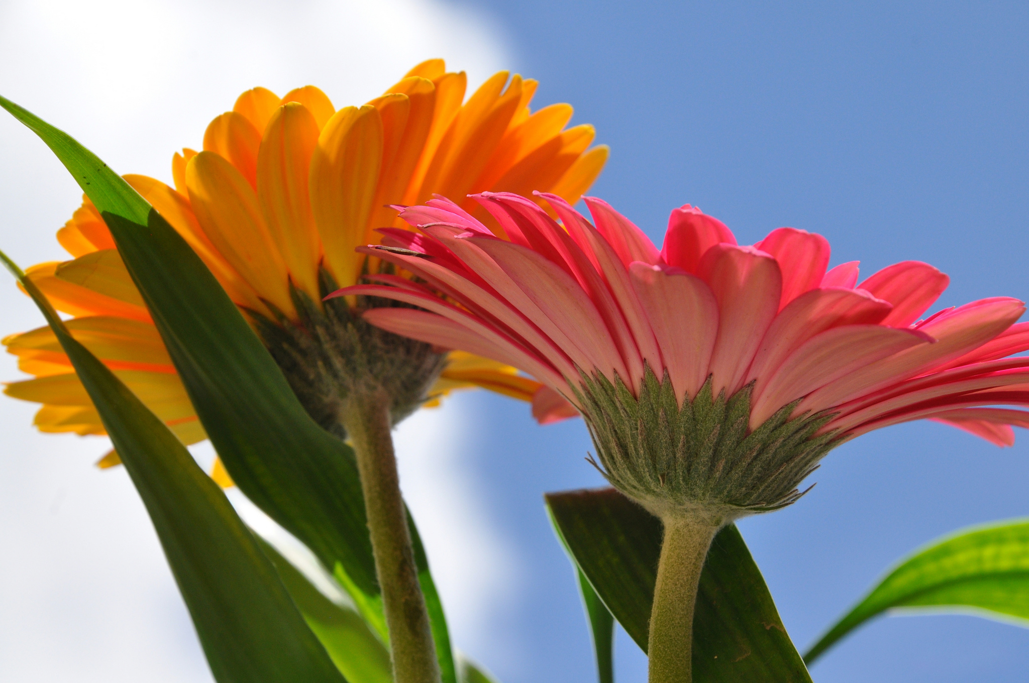Free download wallpaper Flowers, Earth, Gerbera, Daisy, Red Flower, Orange Flower on your PC desktop