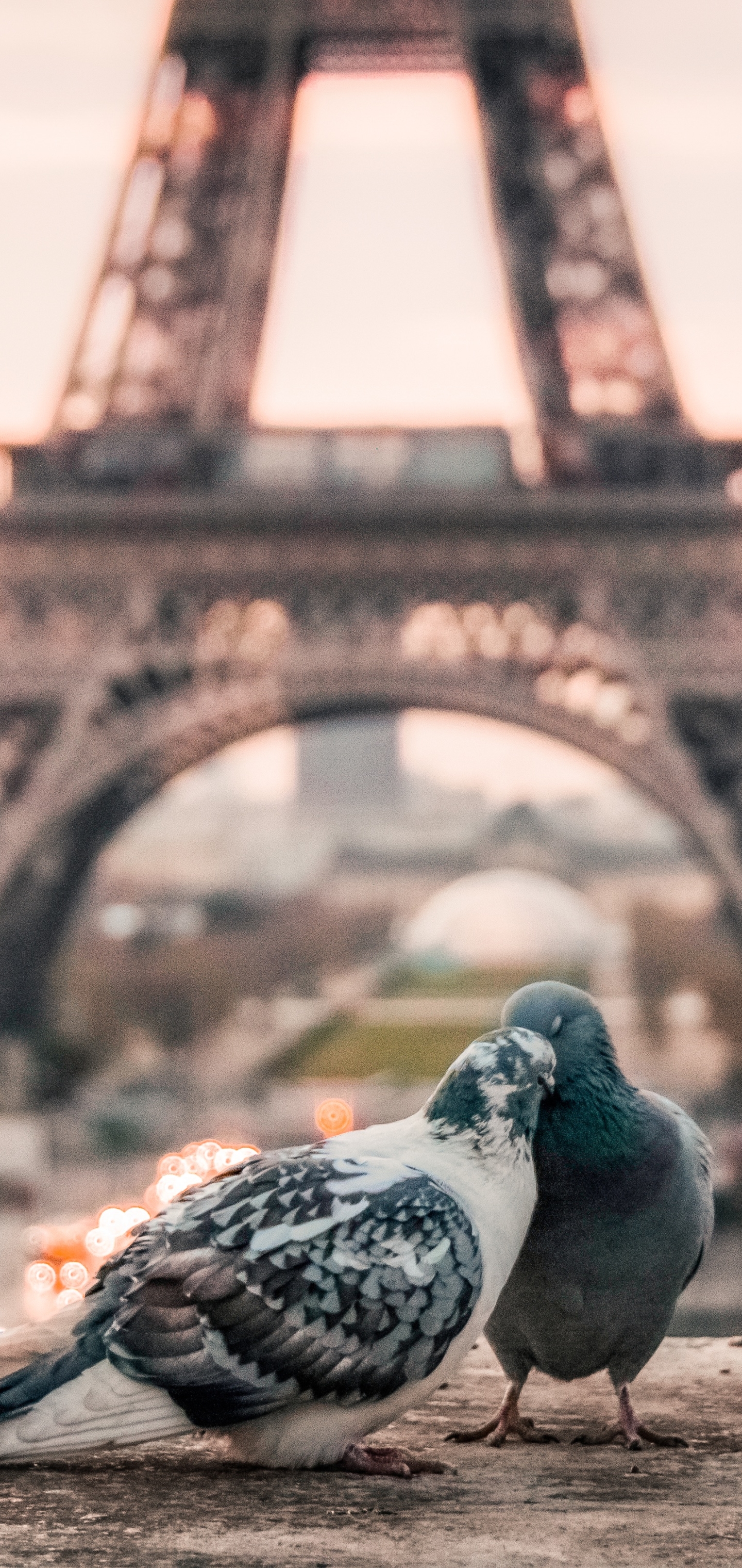 Free download wallpaper Birds, Paris, Eiffel Tower, Bird, Couple, Animal, Pigeon, Depth Of Field on your PC desktop