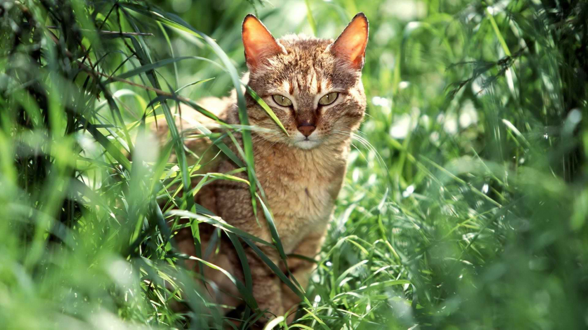 無料モバイル壁紙動物, ネコ, 猫をダウンロードします。