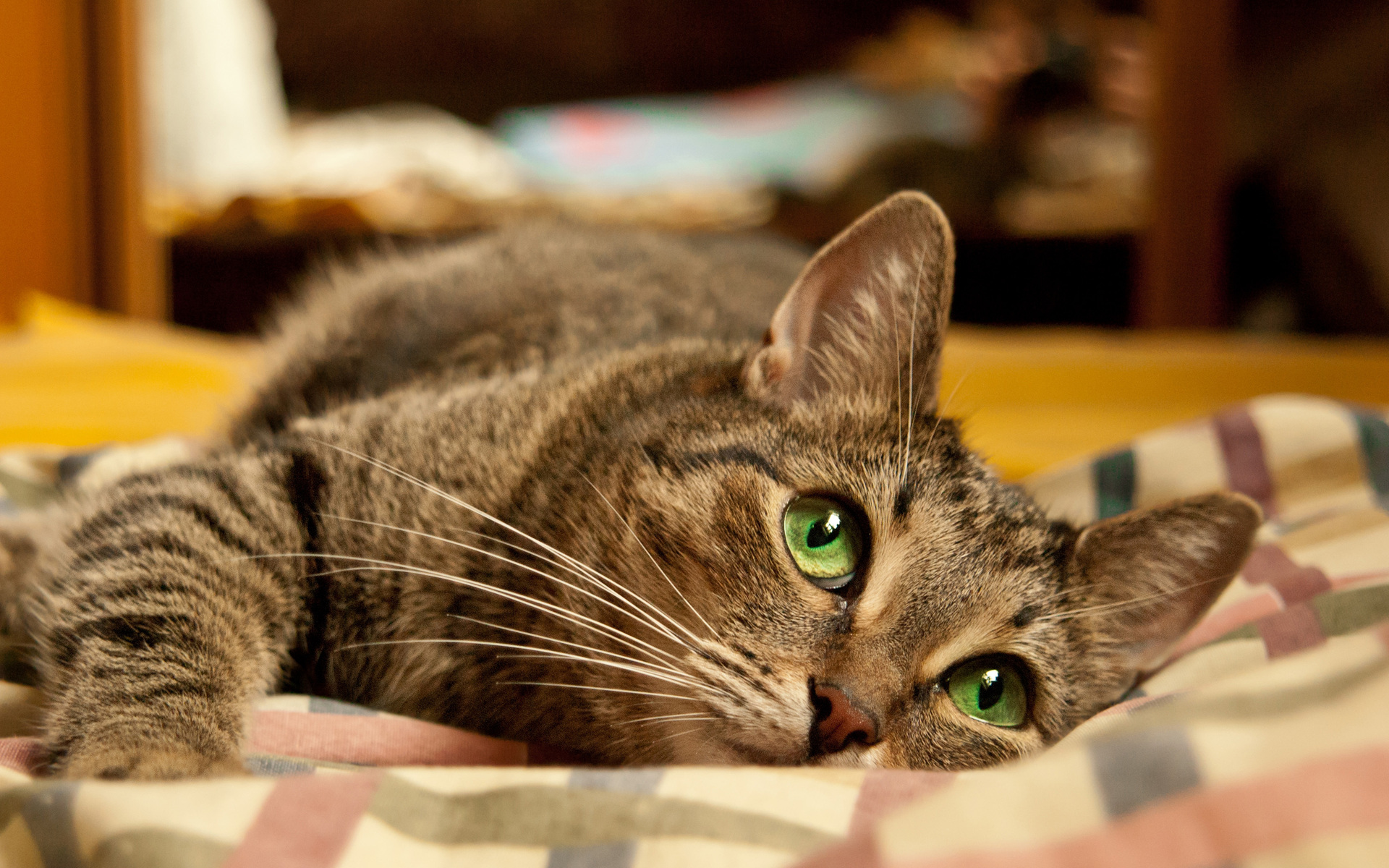 Baixar papel de parede para celular de Animais, Gato gratuito.