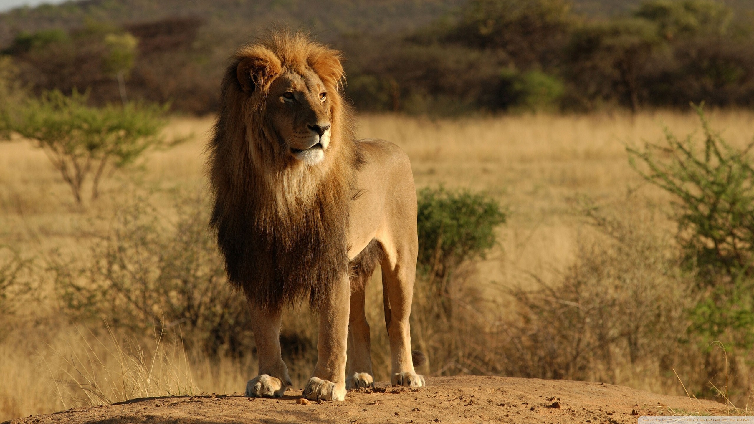 Laden Sie das Tiere, Löwe-Bild kostenlos auf Ihren PC-Desktop herunter