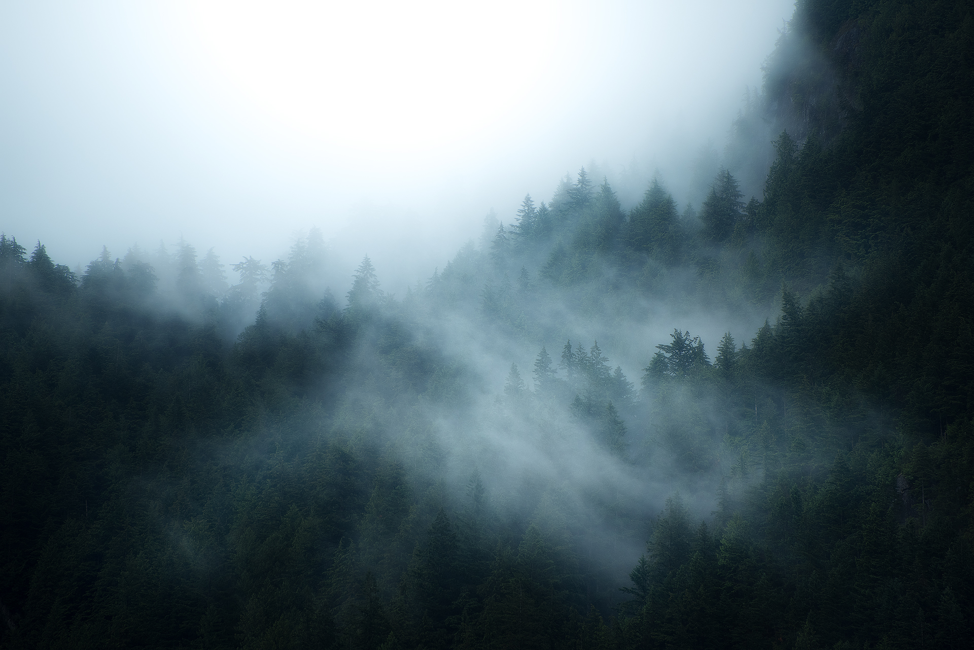 1012601 скачать обои земля/природа, лес, британская колумбия, канада, туман - заставки и картинки бесплатно