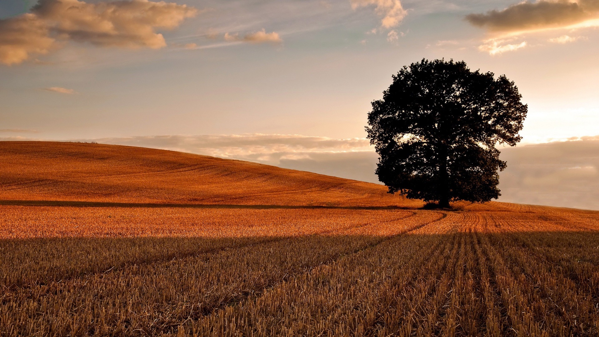 Handy-Wallpaper Bäume, Baum, Erde/natur kostenlos herunterladen.