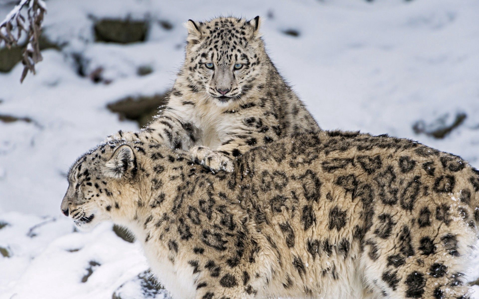111781 descargar fondo de pantalla animales, gatos, nieve, pareja, par, leopardos de las nieves: protectores de pantalla e imágenes gratis