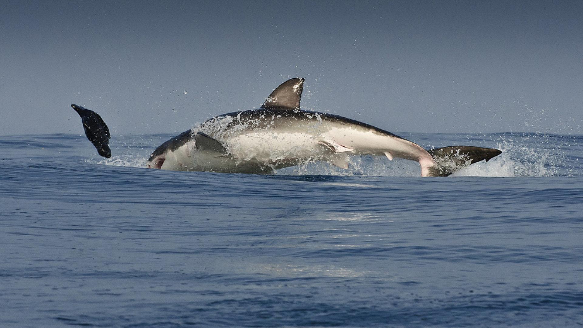 Téléchargez gratuitement l'image Animaux, Requin sur le bureau de votre PC