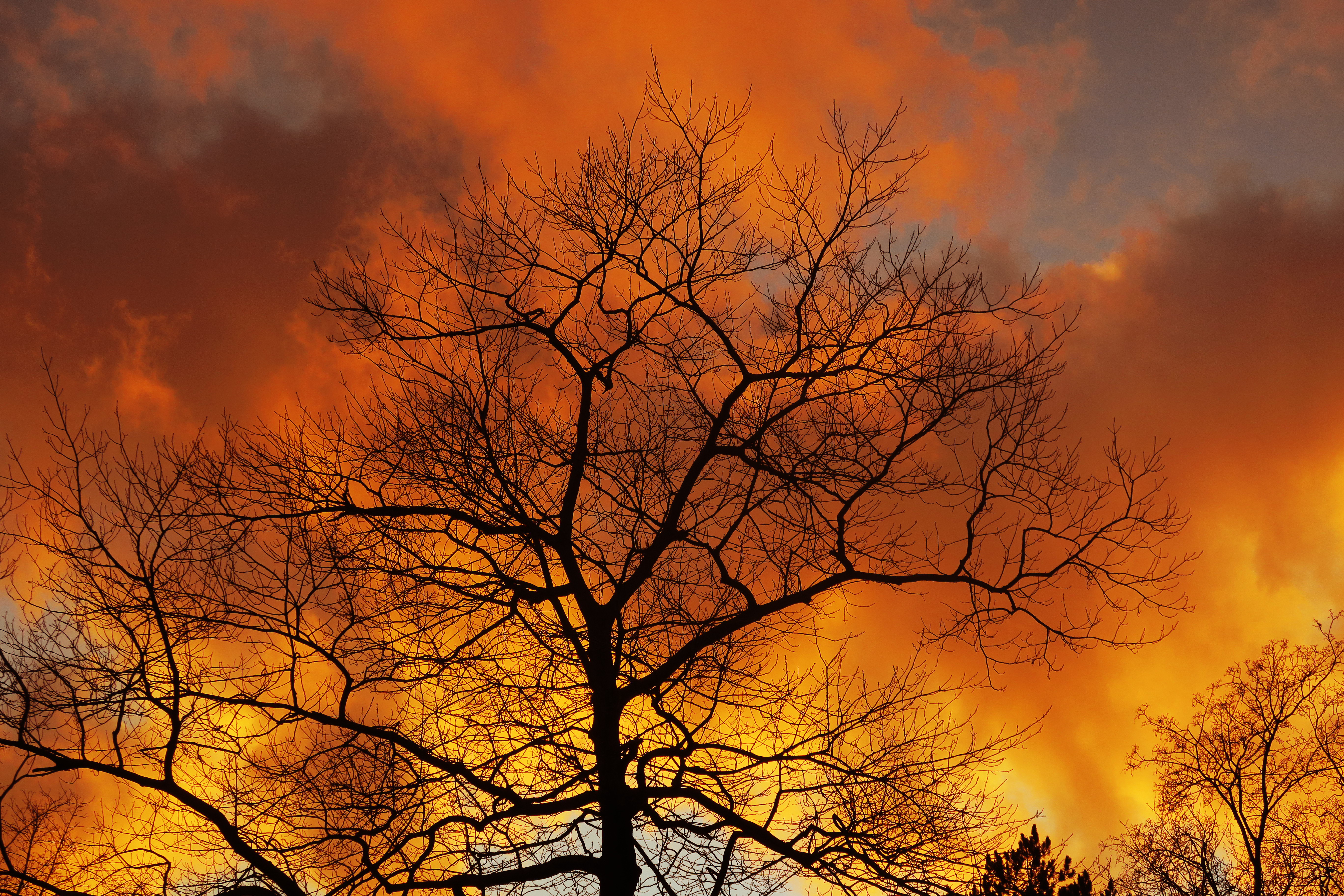Download mobile wallpaper Branches, Sky, Clouds, Wood, Tree, Nature, Dawn, Autumn for free.