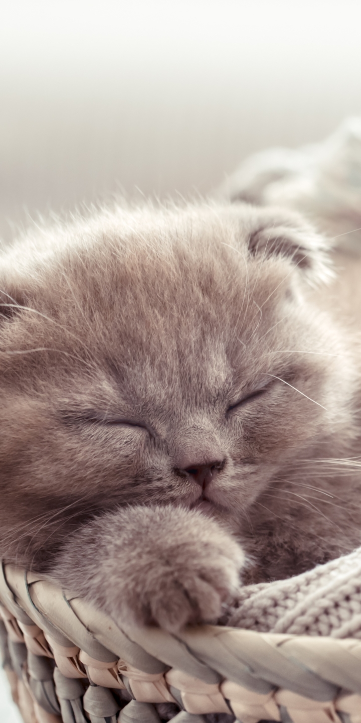 Download mobile wallpaper Cats, Cat, Kitten, Animal, Sleeping, Baby Animal for free.