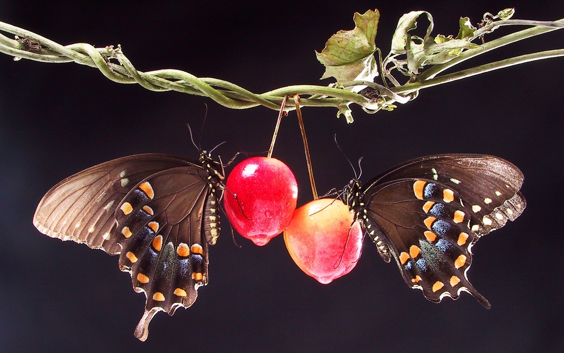 Free download wallpaper Cherry, Brown, Butterfly, Animal on your PC desktop