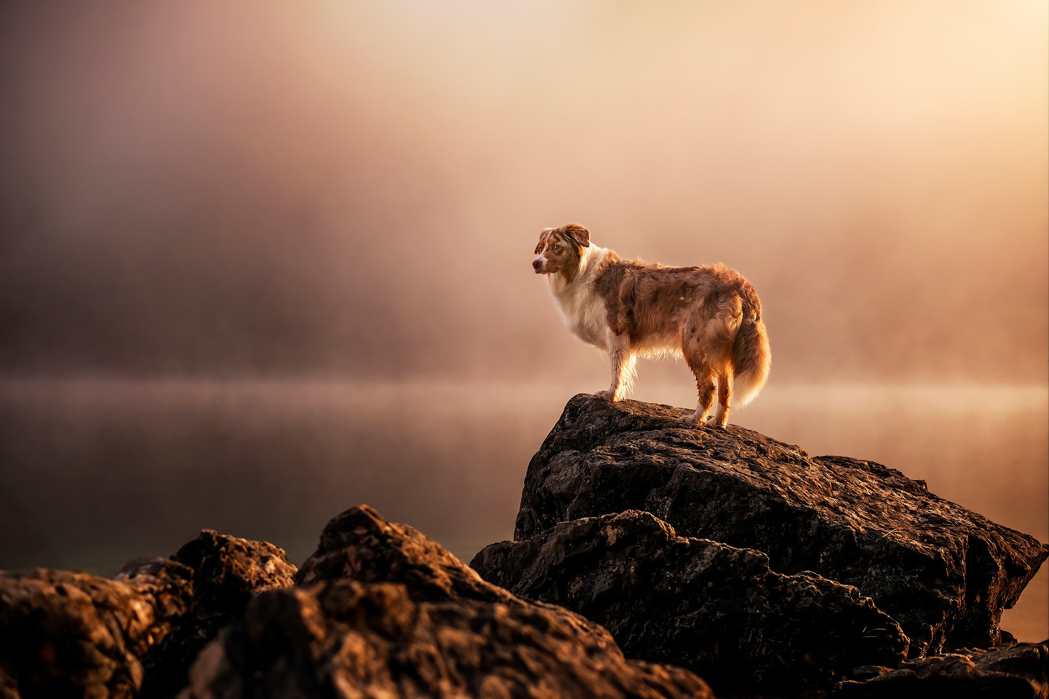 Free download wallpaper Dogs, Animal, Australian Shepherd on your PC desktop