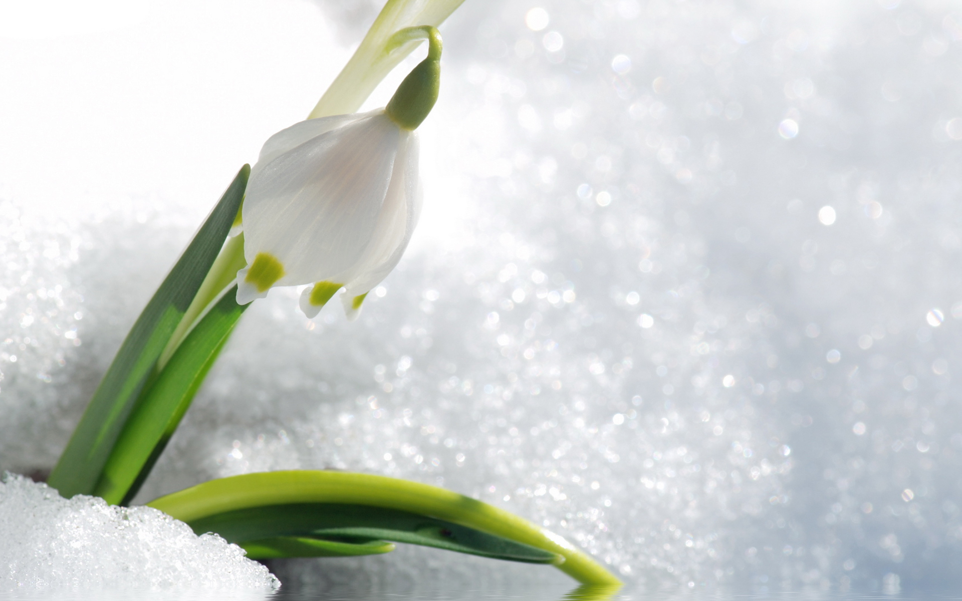 Free download wallpaper Plants, Flowers, Snowdrops on your PC desktop