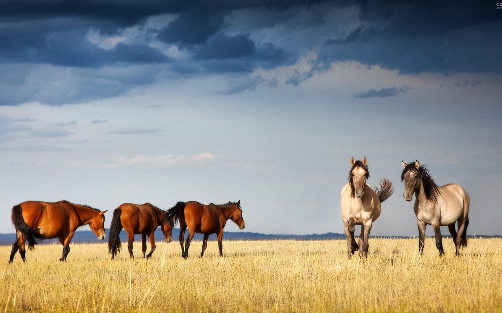 Free download wallpaper Animals, Landscape, Horses on your PC desktop