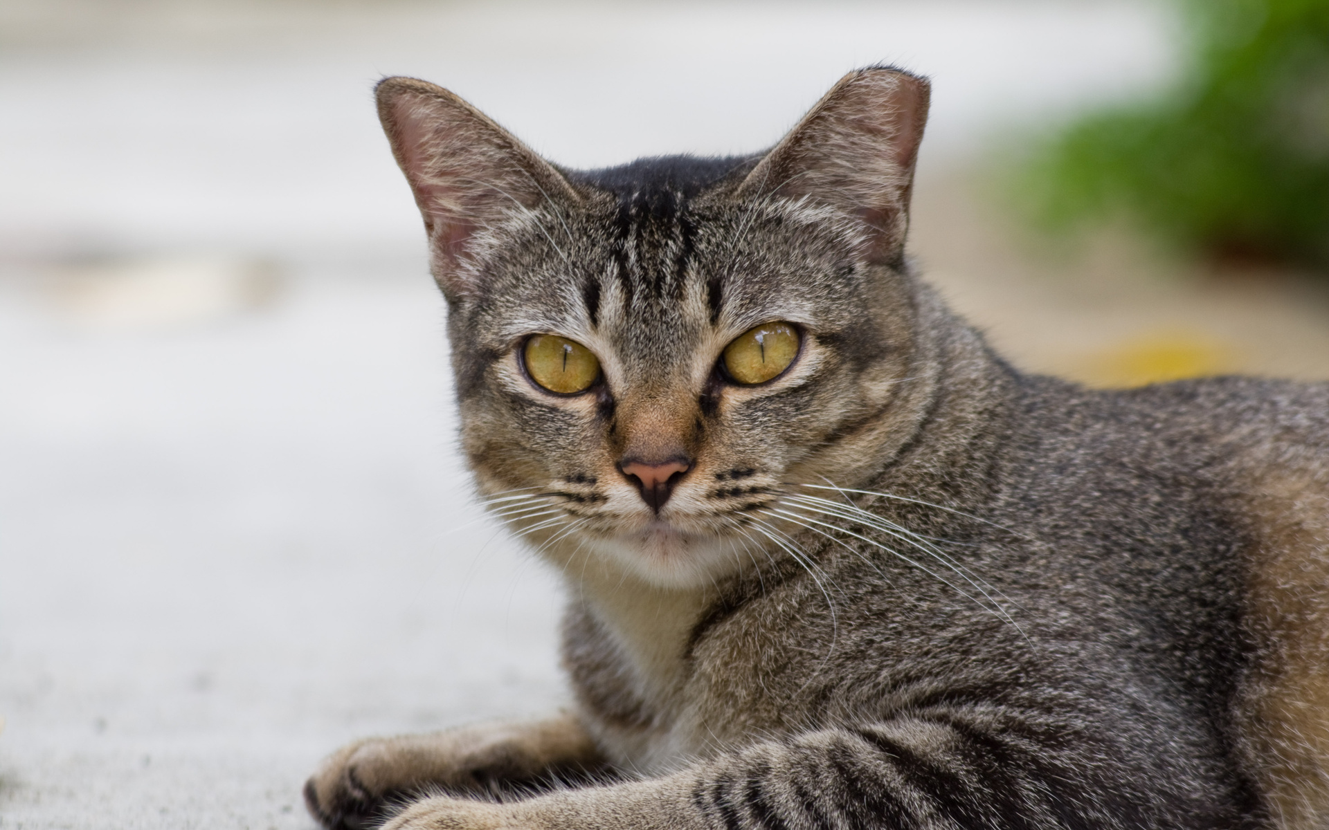 Baixar papel de parede para celular de Animais, Gato gratuito.