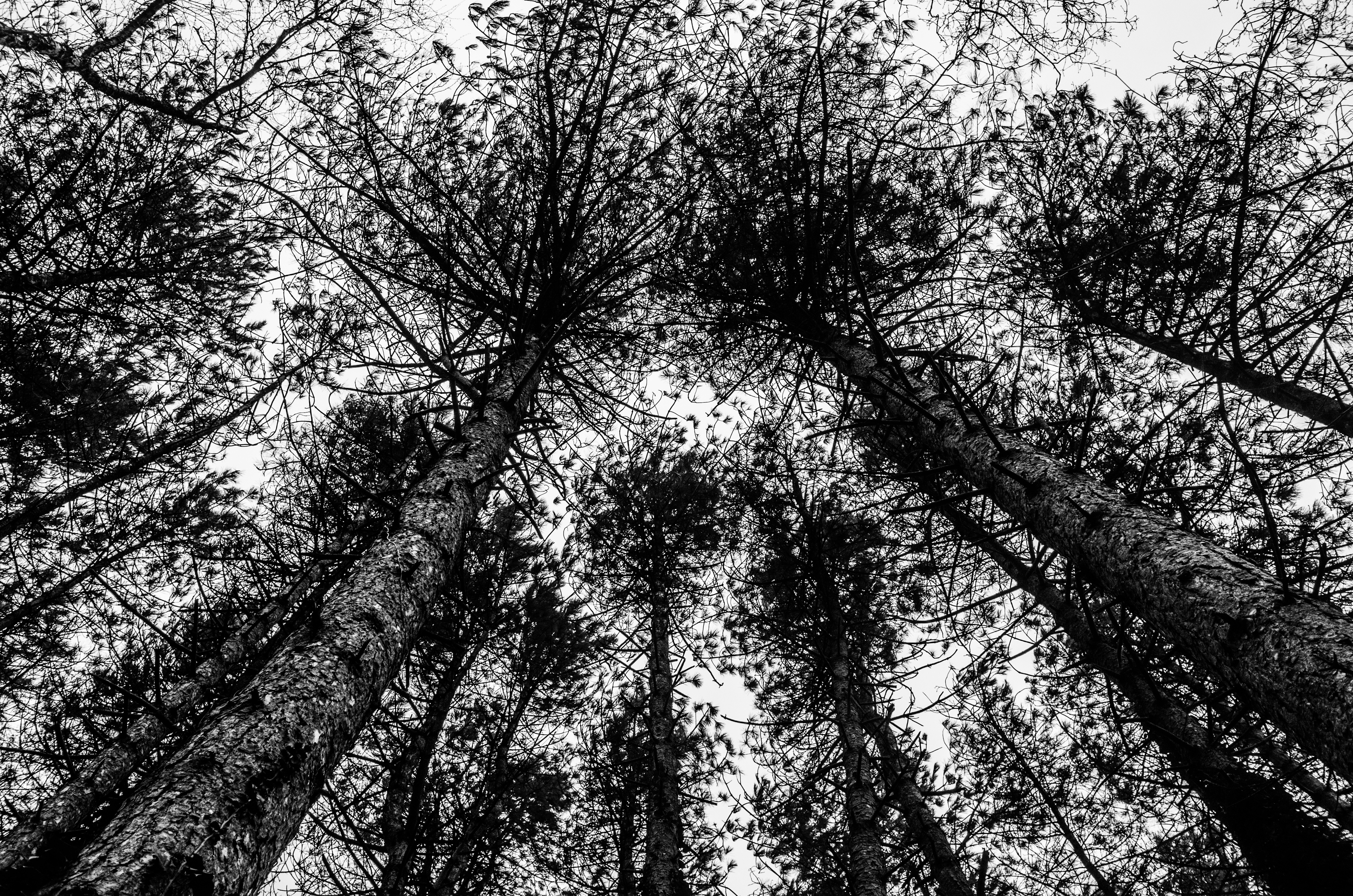 Download mobile wallpaper Trees, Sky, Forest, Chb, Bw, Nature for free.