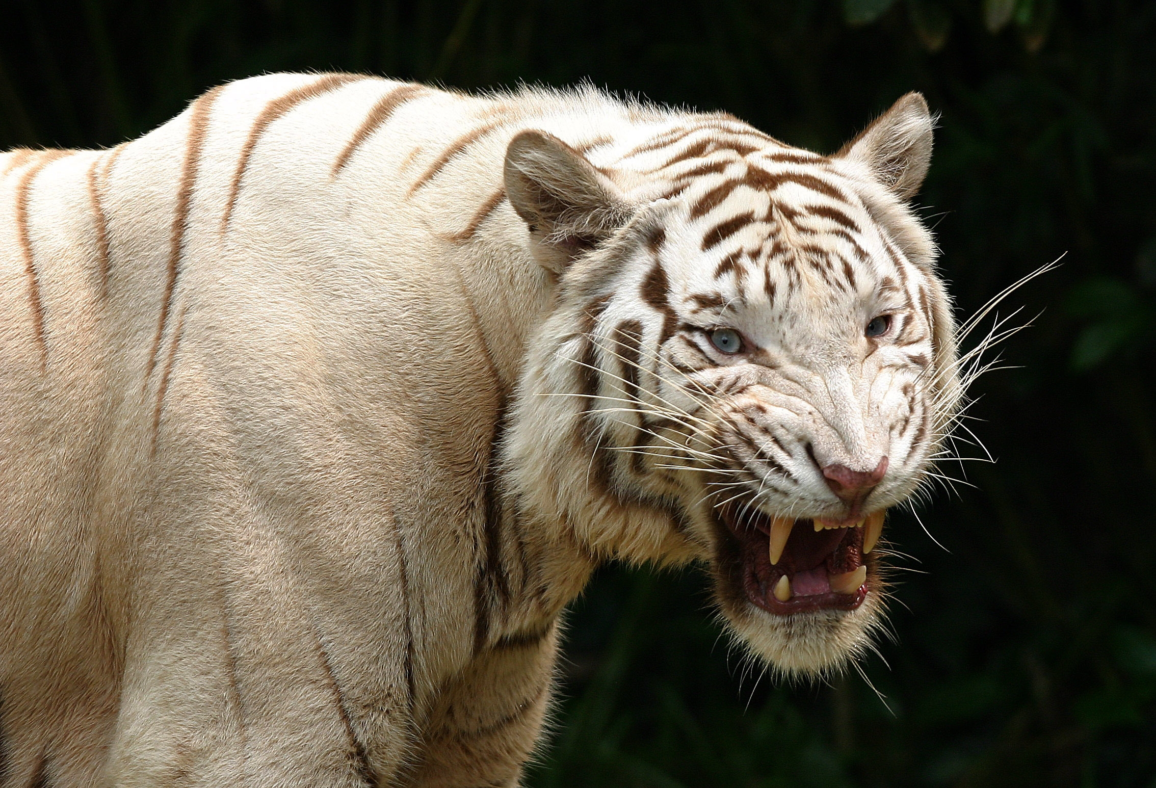 Free download wallpaper Grin, Albino, Animals, Aggression, Predator, Tiger on your PC desktop