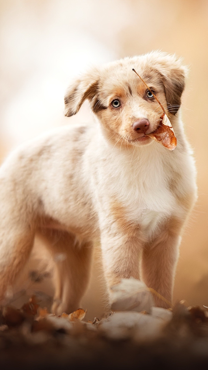 Download mobile wallpaper Dogs, Dog, Animal, Puppy, Baby Animal for free.