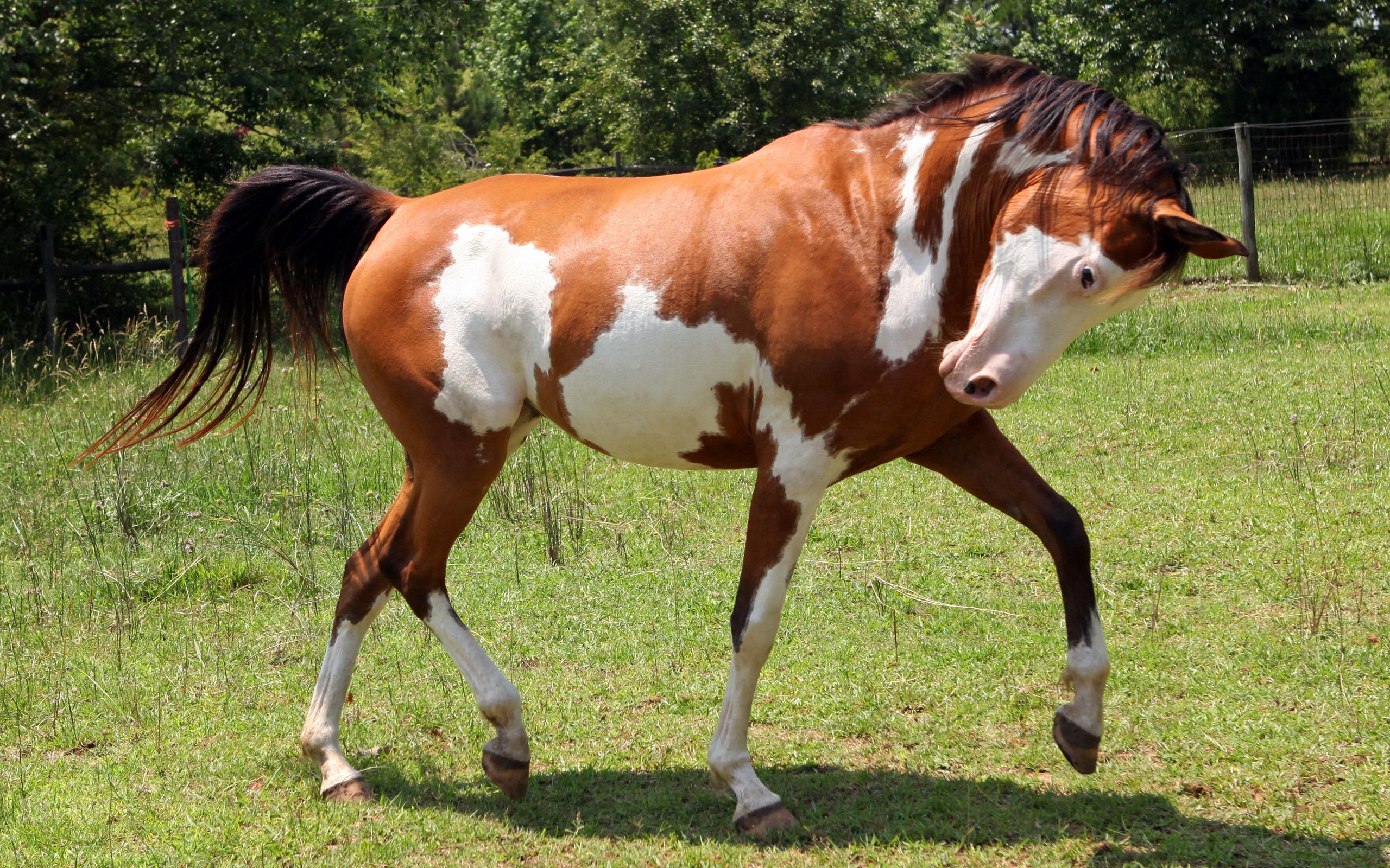 animals, grass, spotted, spotty, stroll, horse