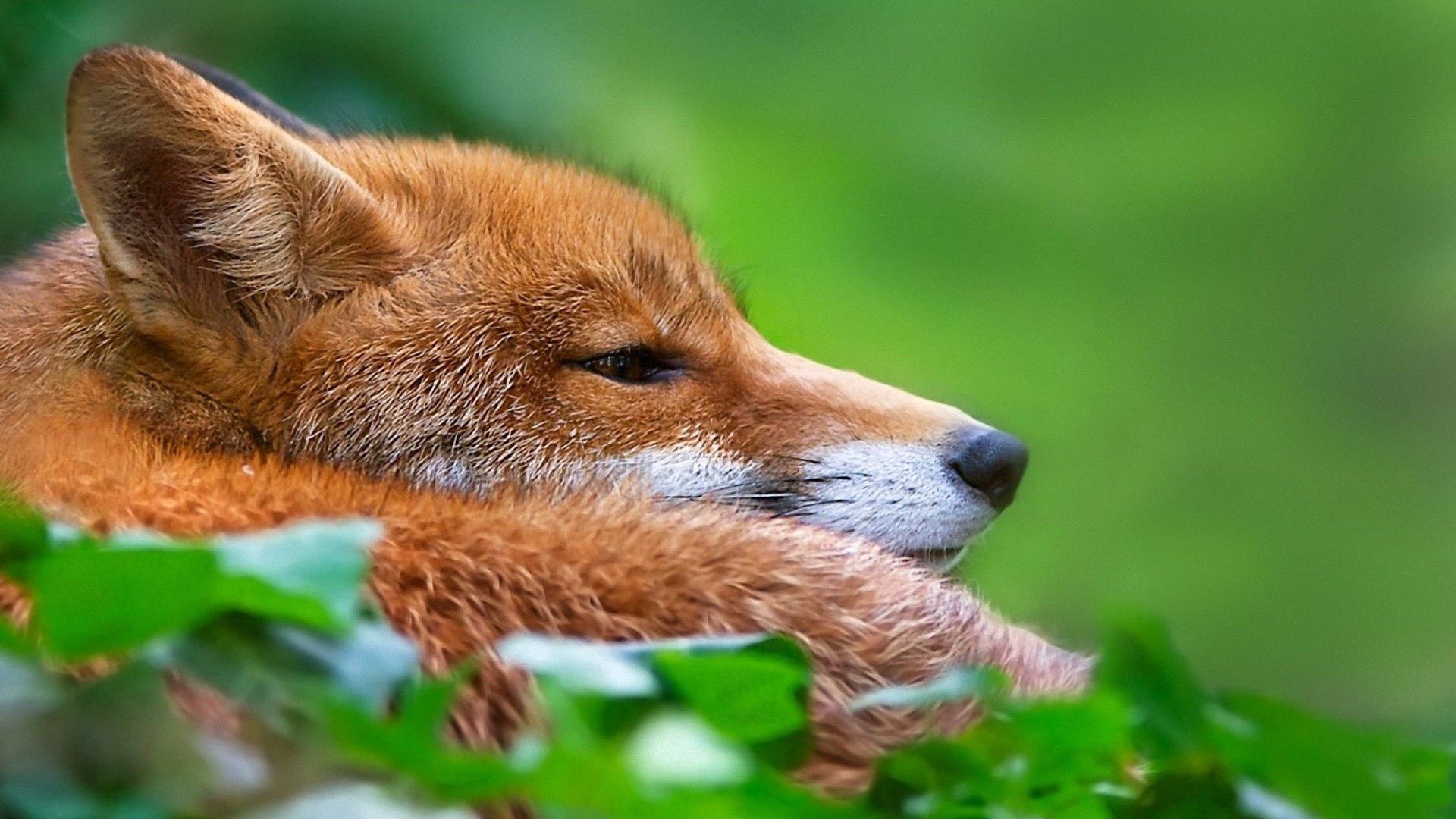 animals, grass, fox, muzzle, hunting, hunt