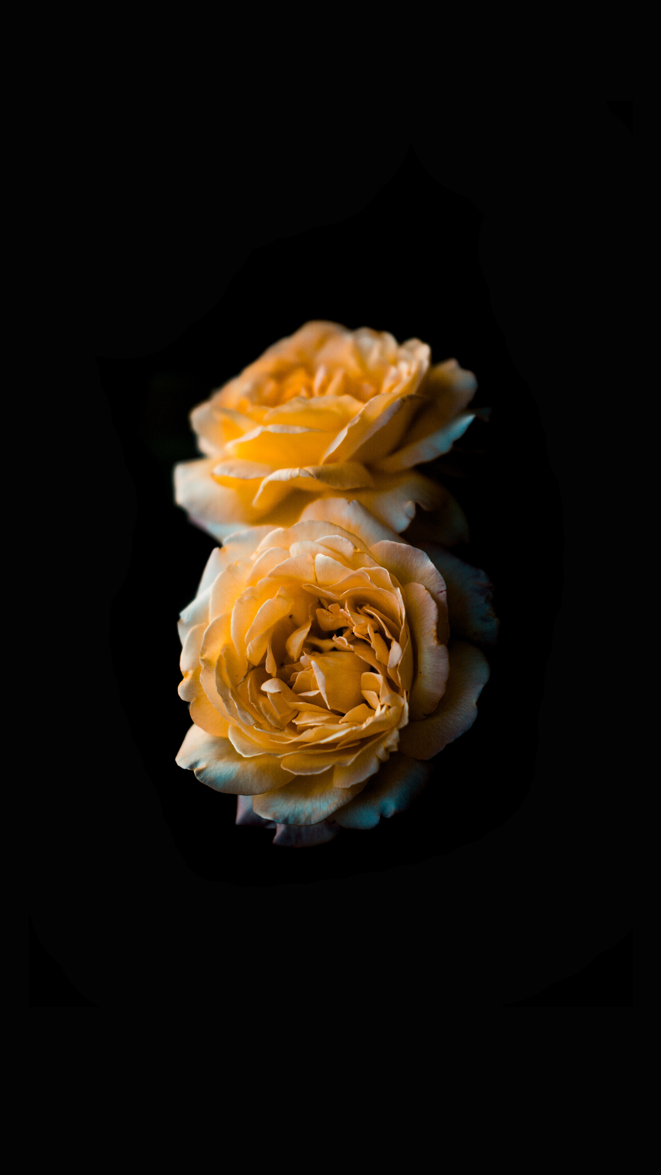 Скачать картинку Бутон, Желтый, Темный Фон, Роза, Цветы, Цветок в телефон бесплатно.