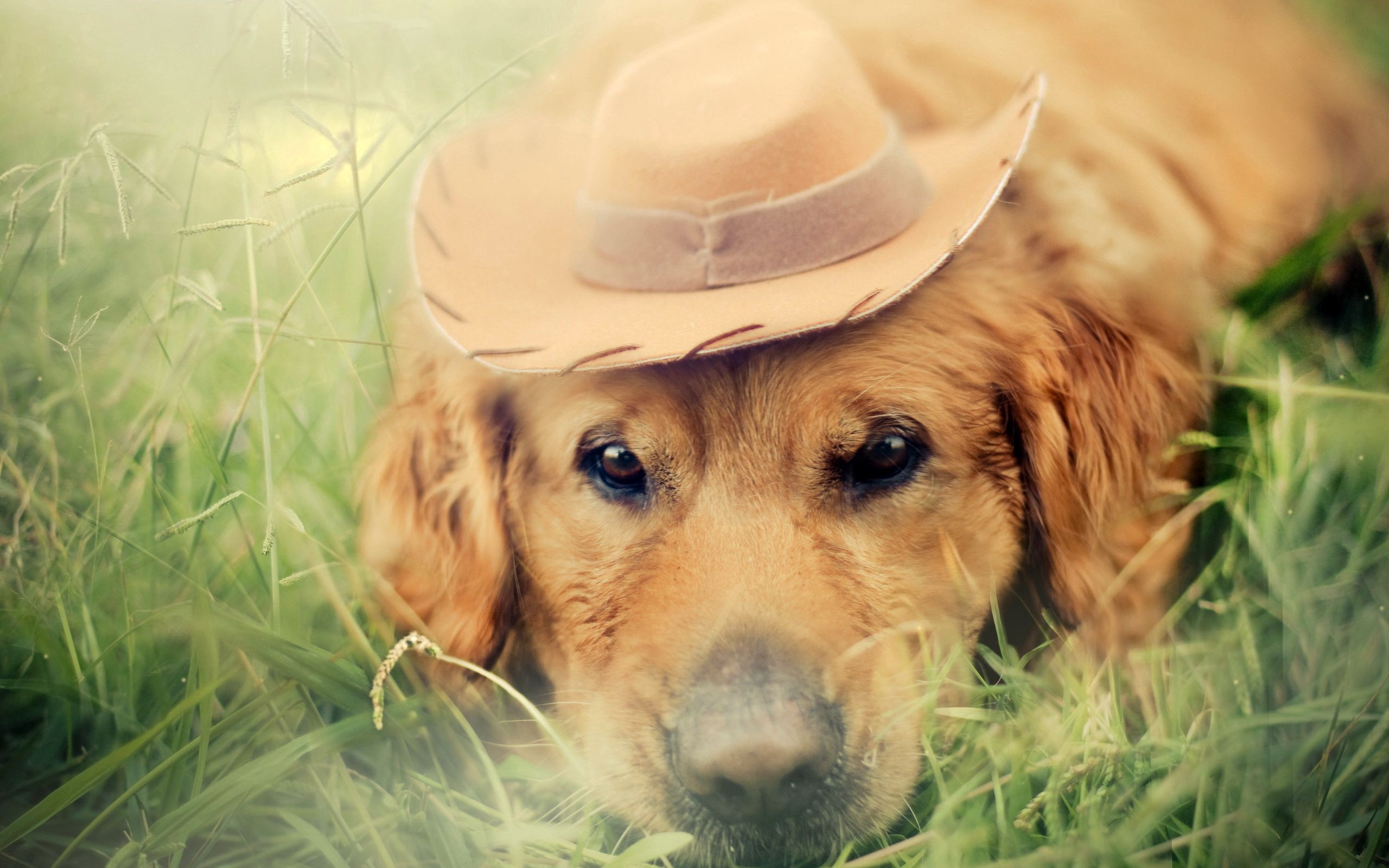 Download mobile wallpaper Grass, Dog, Sight, Opinion, Smooth, Hat, Animals, Sorrow, Blur, Sadness for free.