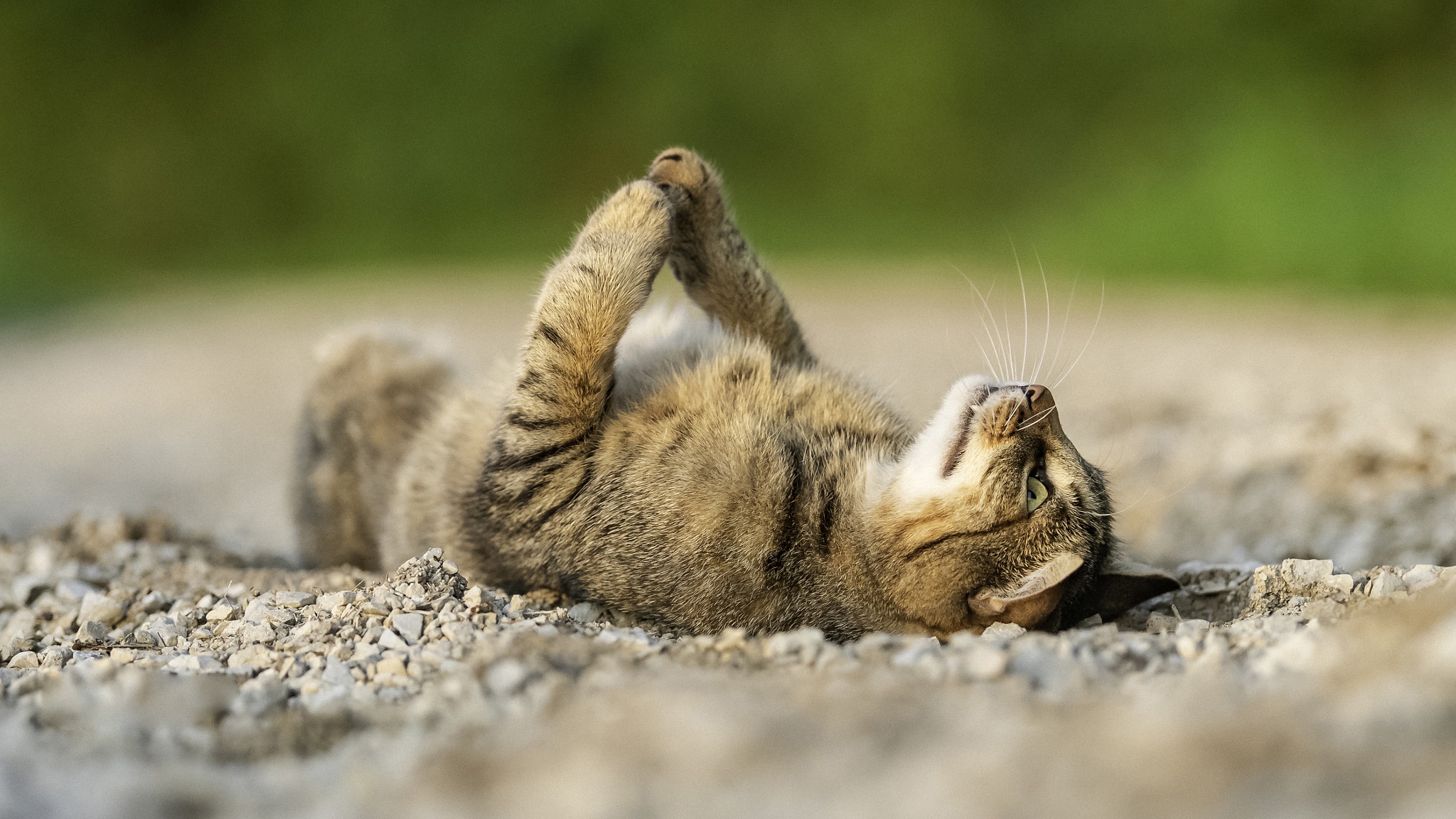 Baixar papel de parede para celular de Animais, Gatos, Gato gratuito.