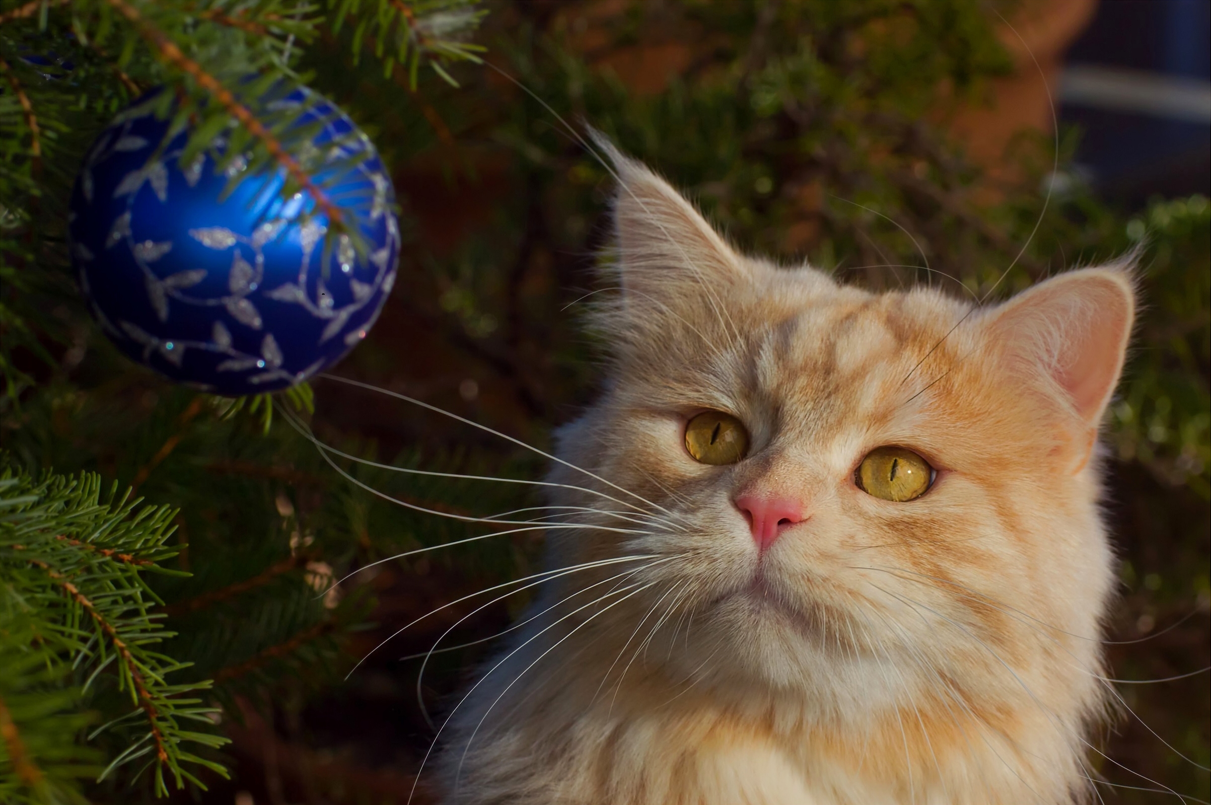 Descarga gratis la imagen Animales, Gatos, Gato, Adornos De Navidad en el escritorio de tu PC