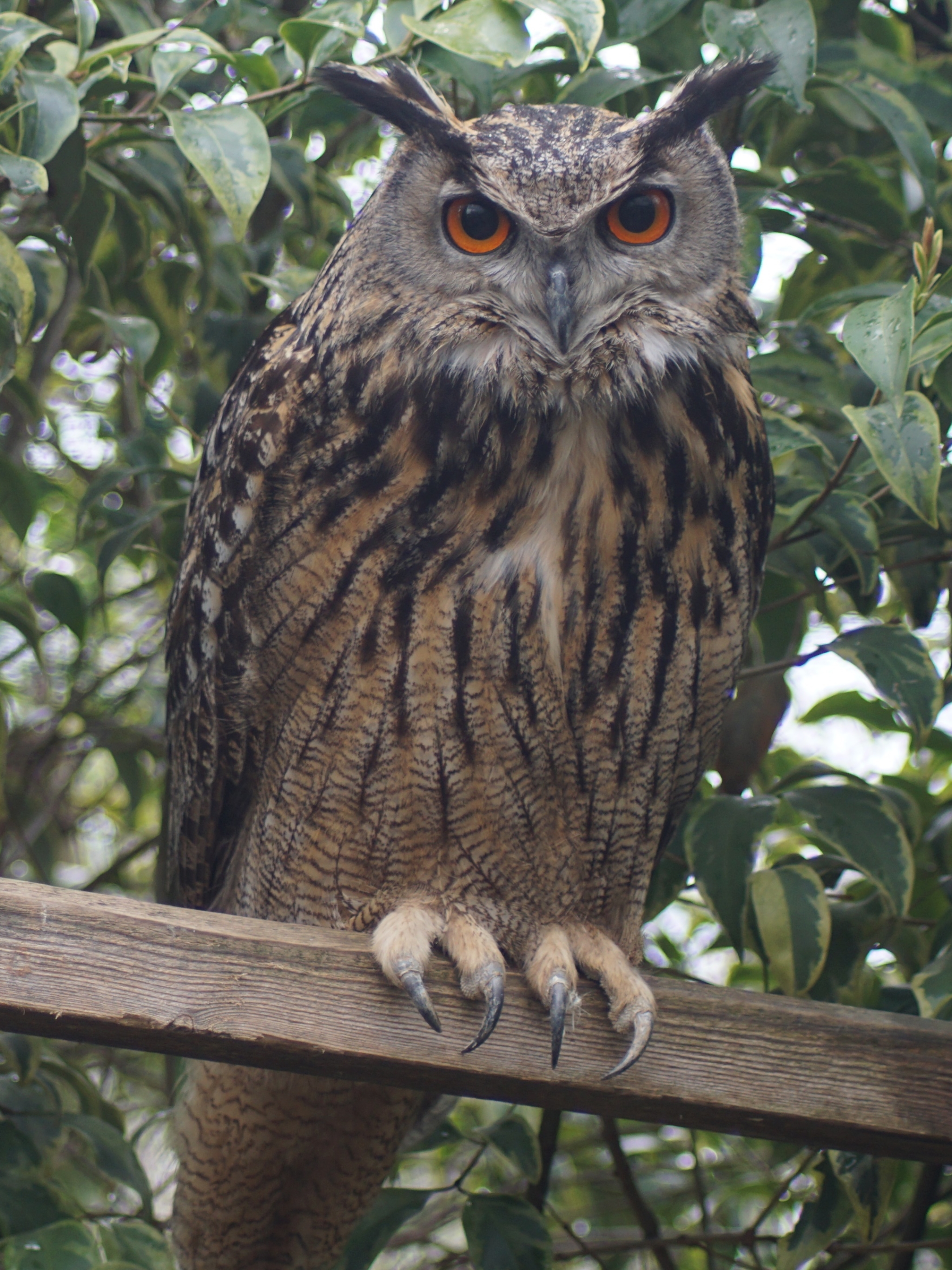 無料モバイル壁紙動物, 鳥, フクロウをダウンロードします。